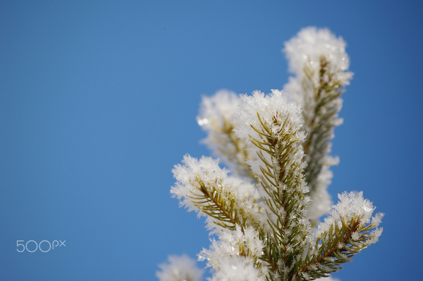 Pentax K100D Super + Pentax smc DA 50-200mm F4-5.6 ED sample photo. Hoarfrost photography