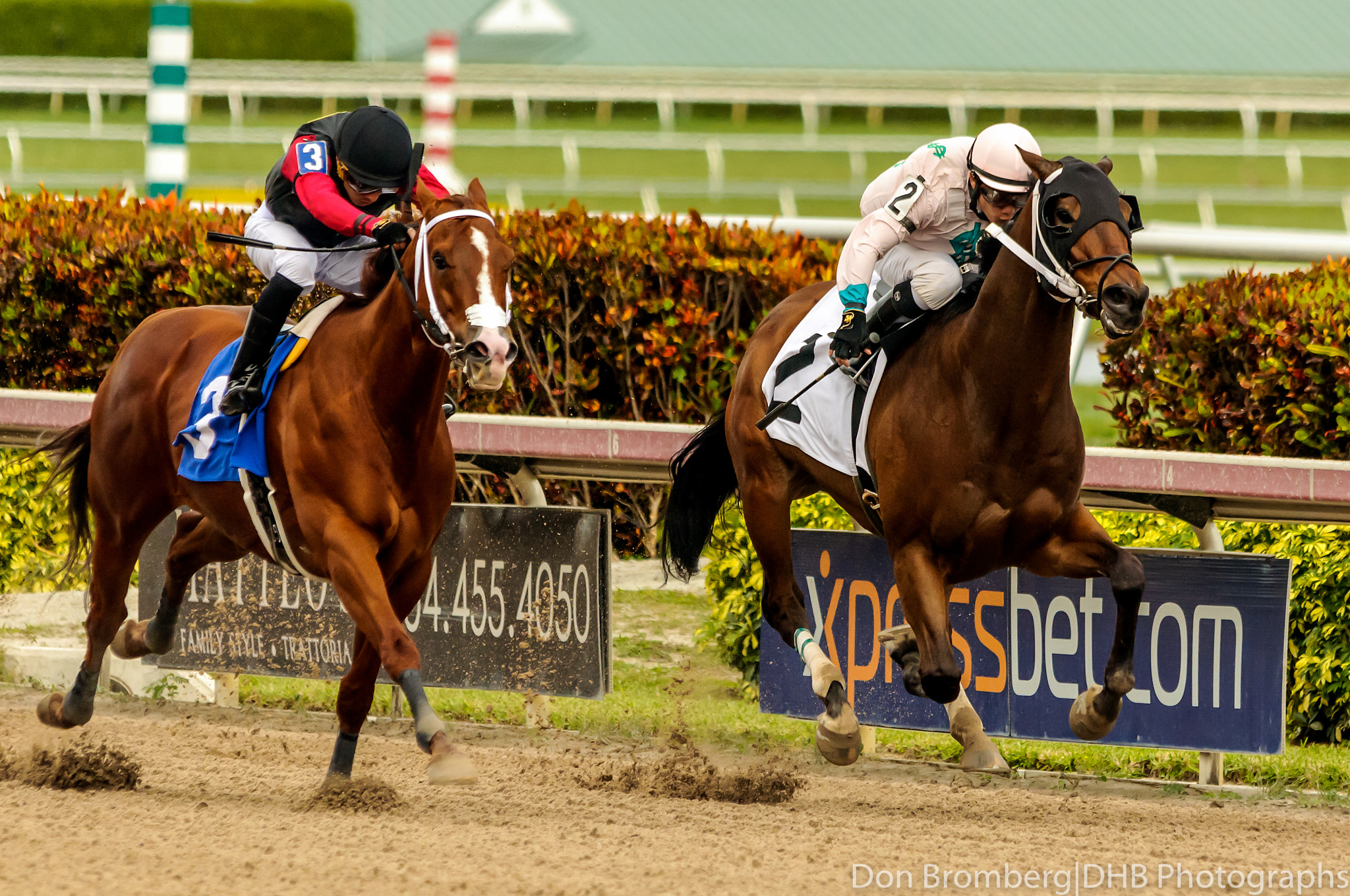 Sigma 150-500mm F5-6.3 DG OS HSM sample photo. Racing down the homestretch photography