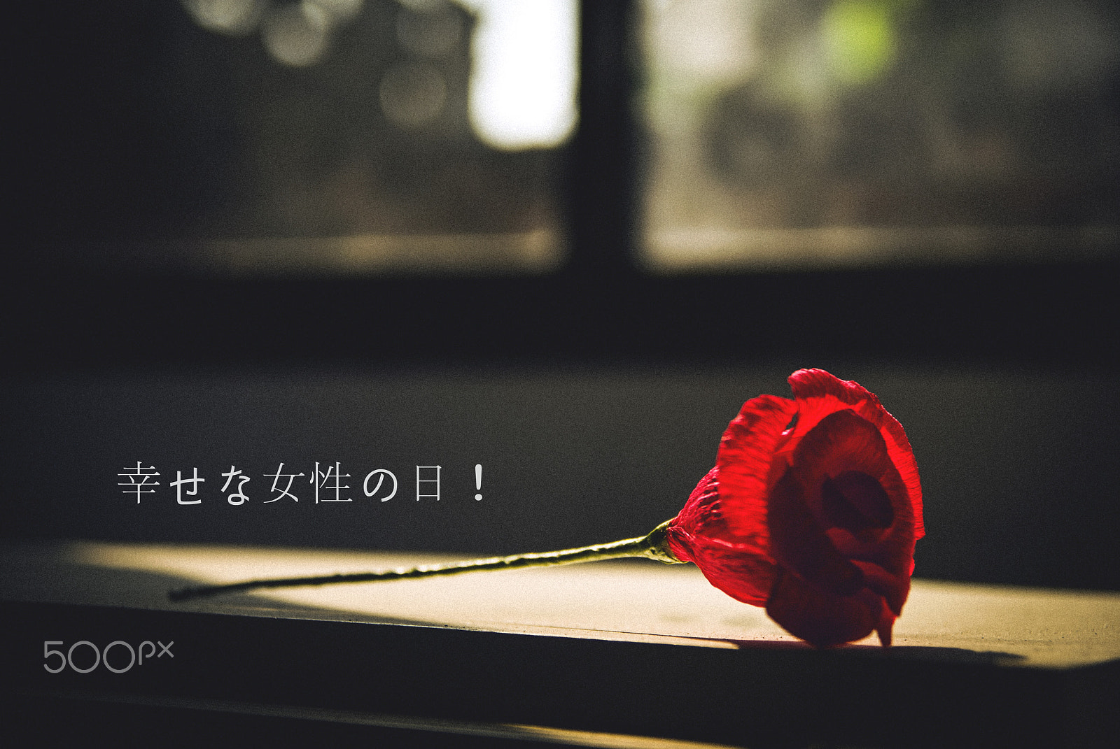 Nikon D60 sample photo. Rose for woman's day photography