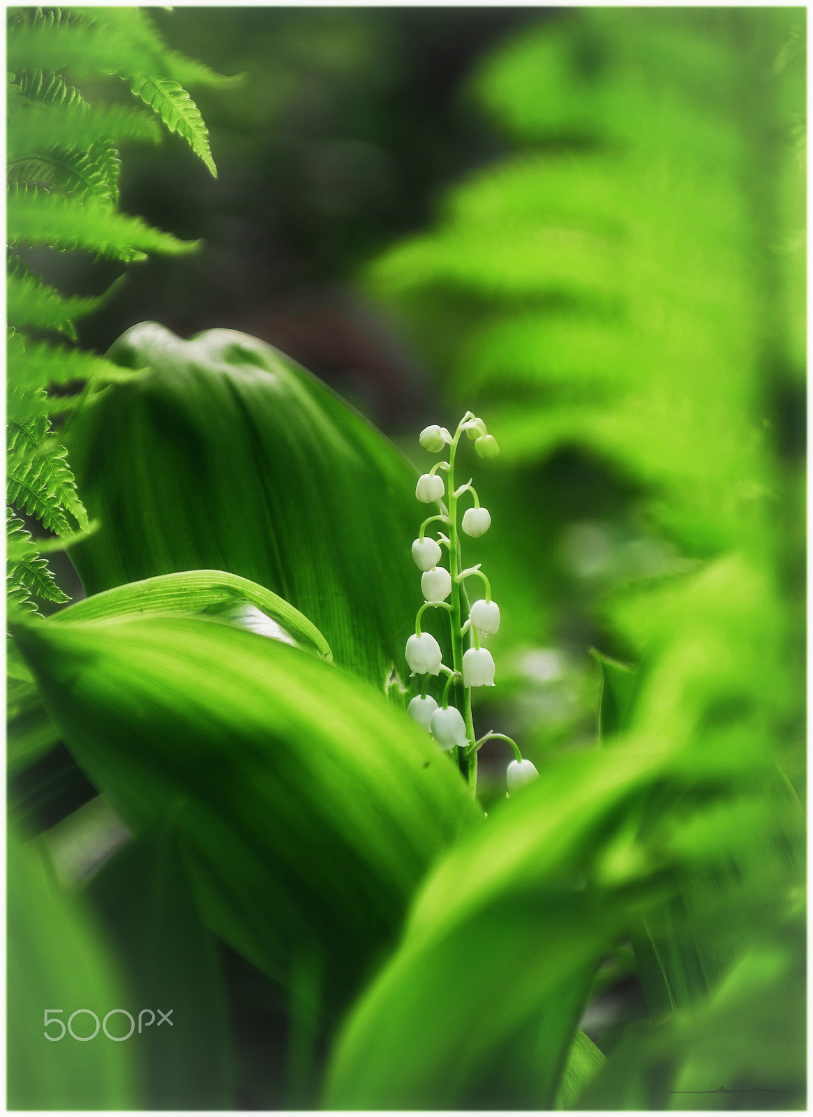 Pentax K-5 IIs sample photo. Specially for you! photography