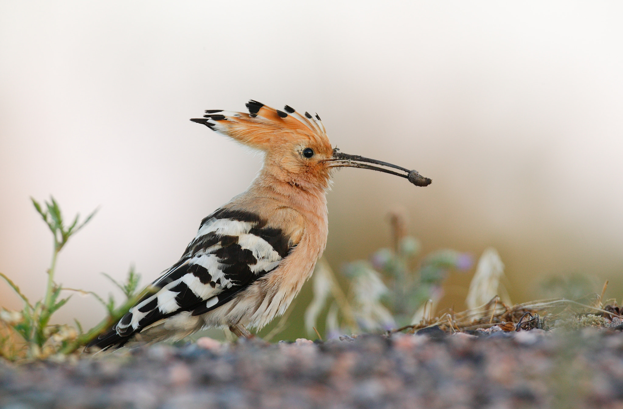 Canon EOS-1Ds + Canon EF 300mm F2.8L IS USM sample photo. Wiedehopf 2015 photography