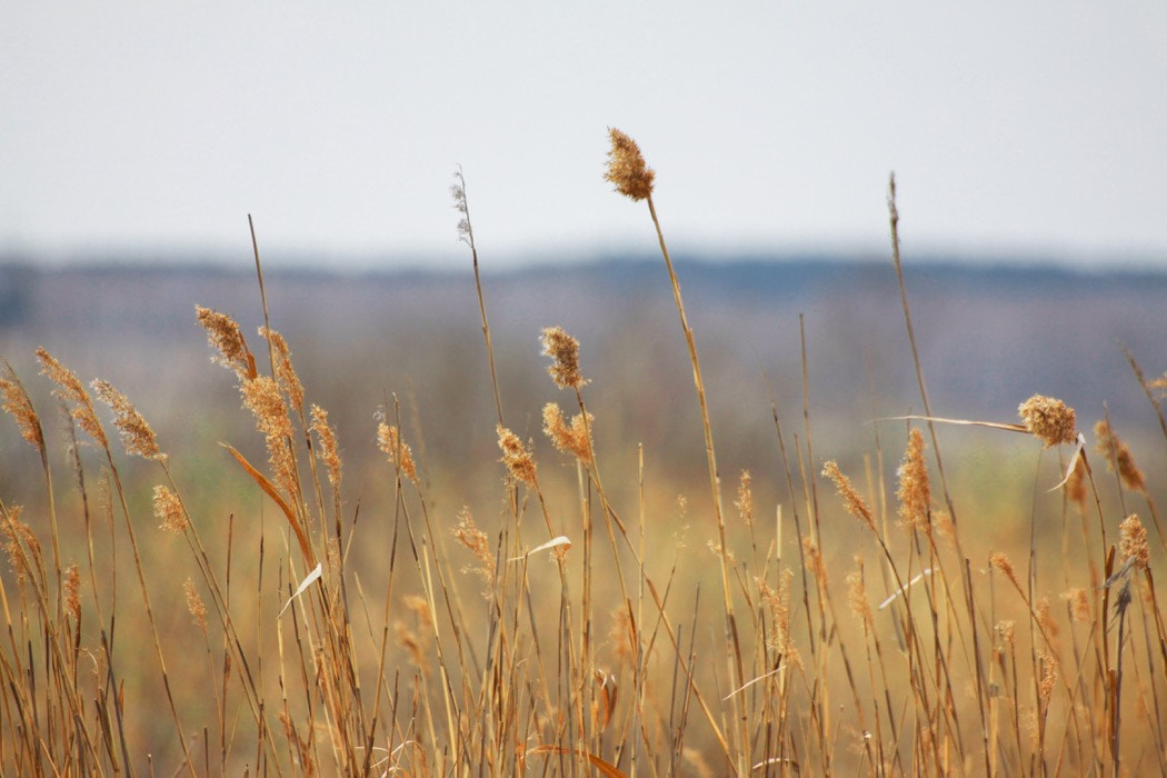 Canon 70-300mm sample photo. Hay photography