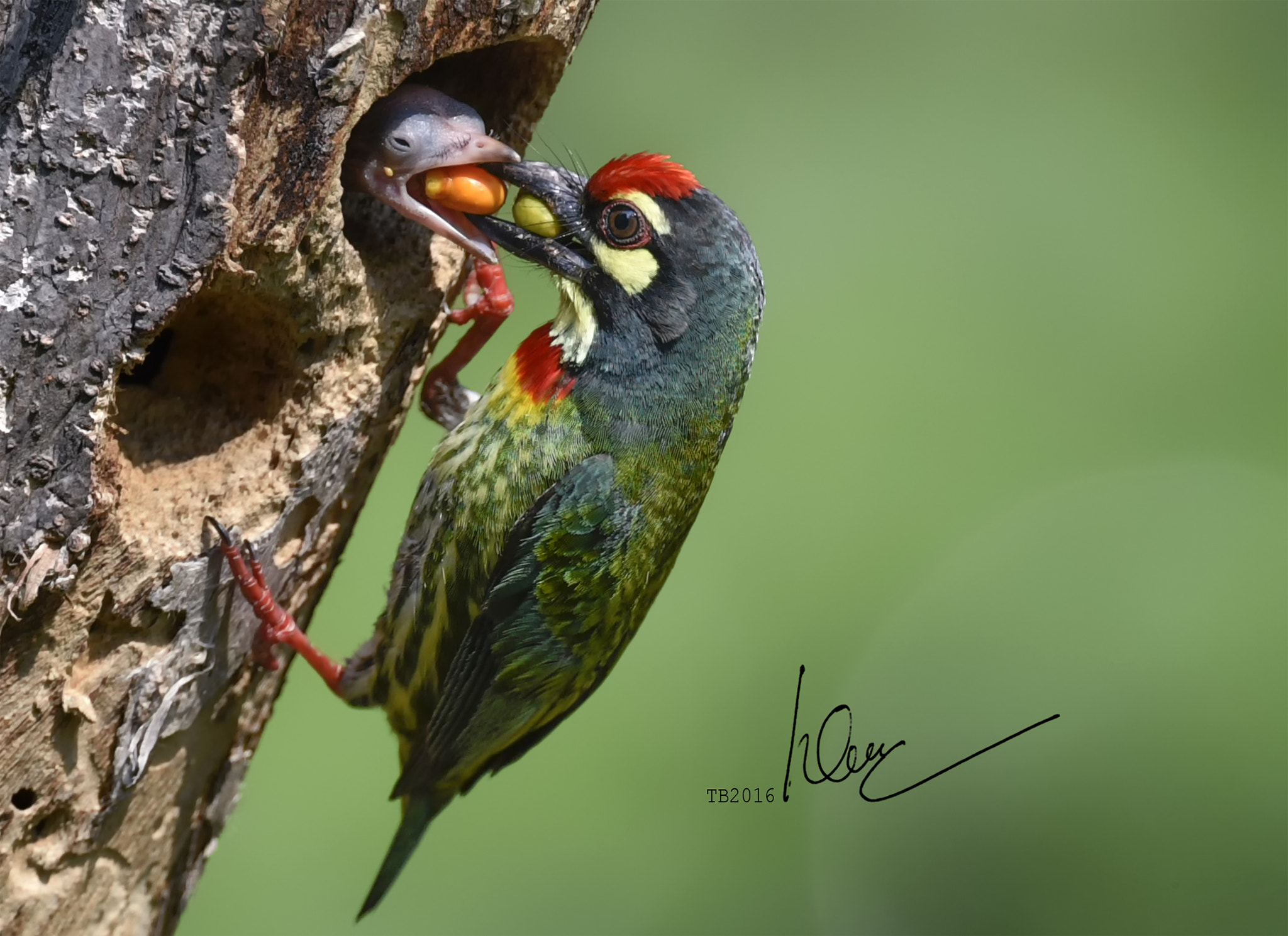 Nikon AF-S Nikkor 600mm F4D ED-IF II sample photo