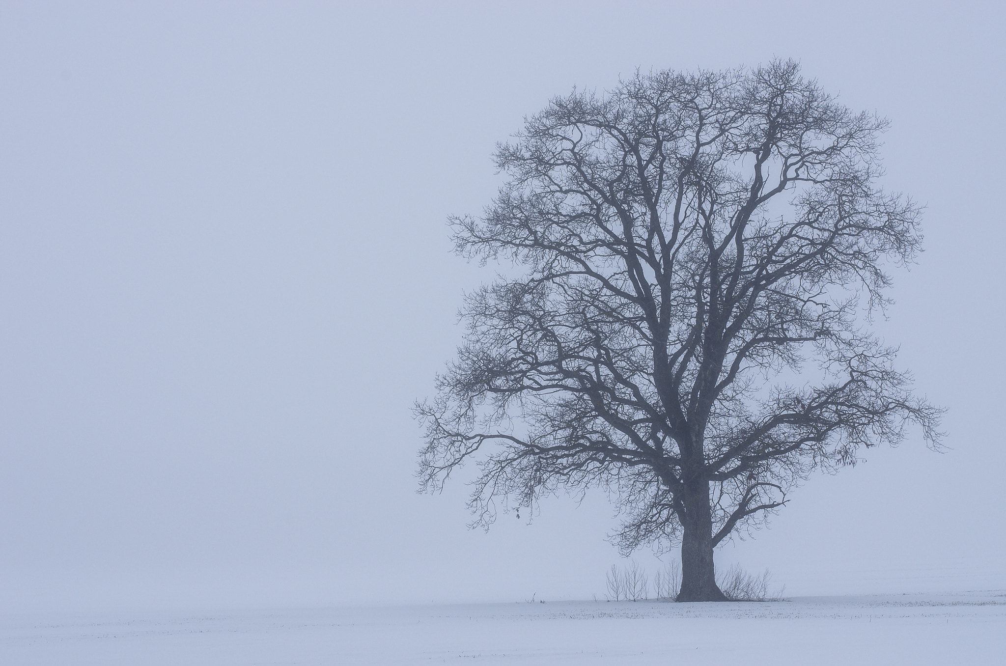 Pentax K-5 II + Pentax smc DA* 55mm F1.4 SDM sample photo. Tree in fog photography