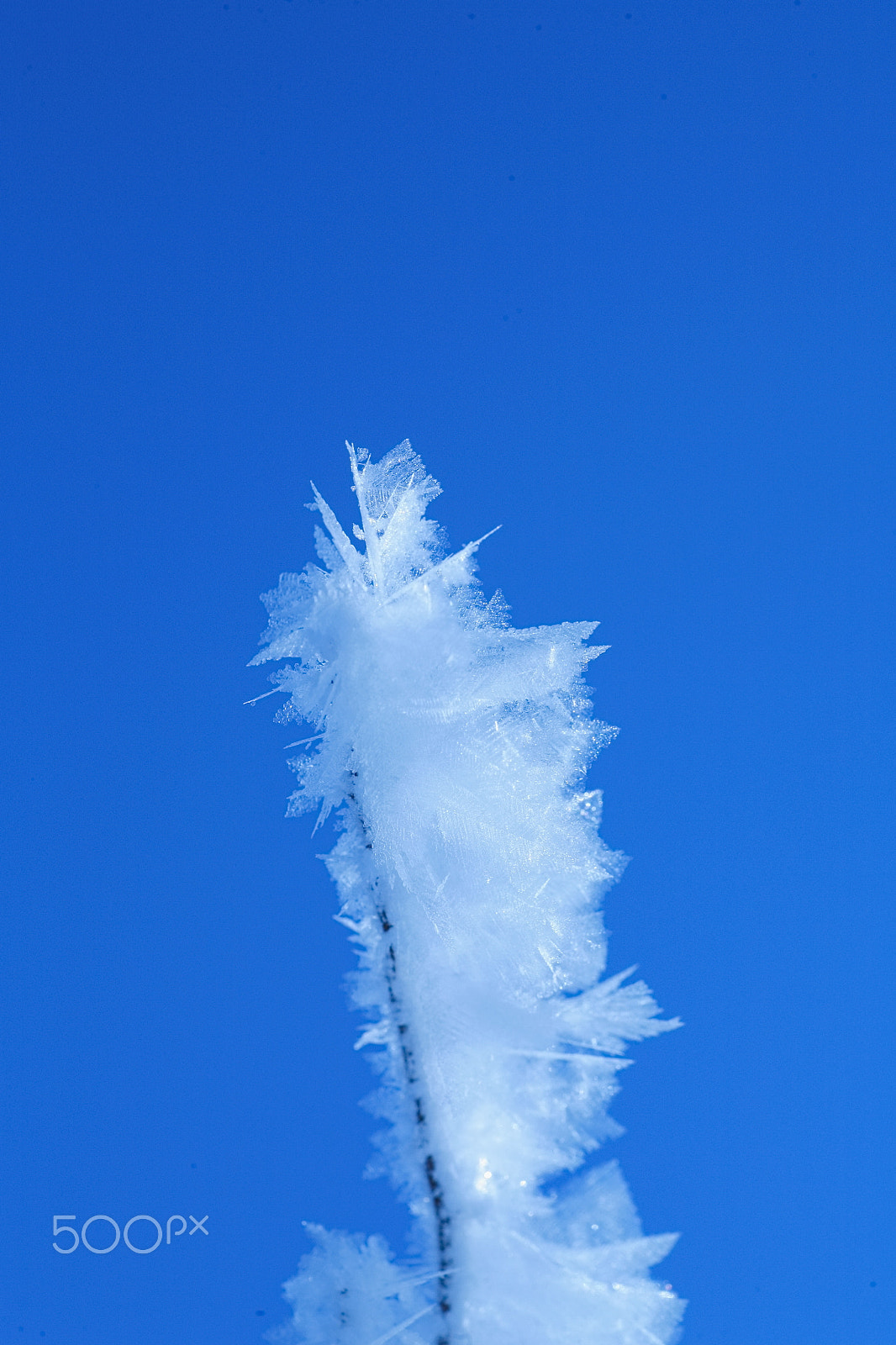 Canon EOS 5D + Tamron SP AF 90mm F2.8 Di Macro sample photo. Ice plant photography