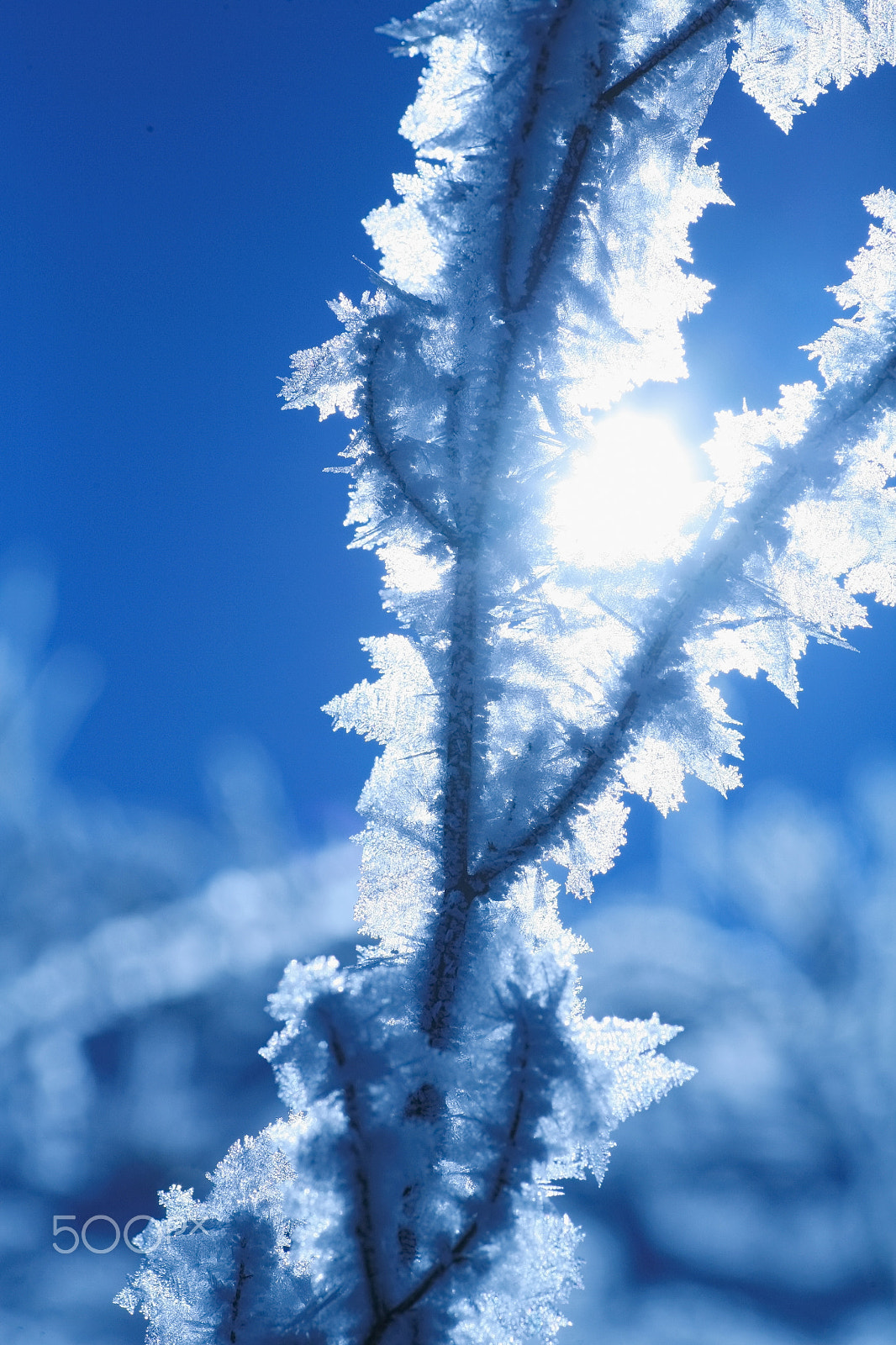 Canon EOS 5D + Tamron SP AF 90mm F2.8 Di Macro sample photo. Ice plant photography