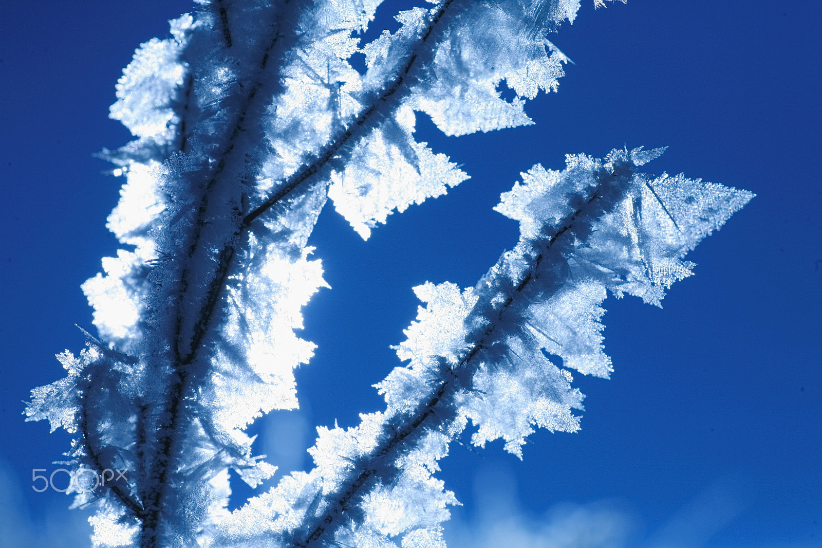 Canon EOS 5D + Tamron SP AF 90mm F2.8 Di Macro sample photo. Ice plant photography