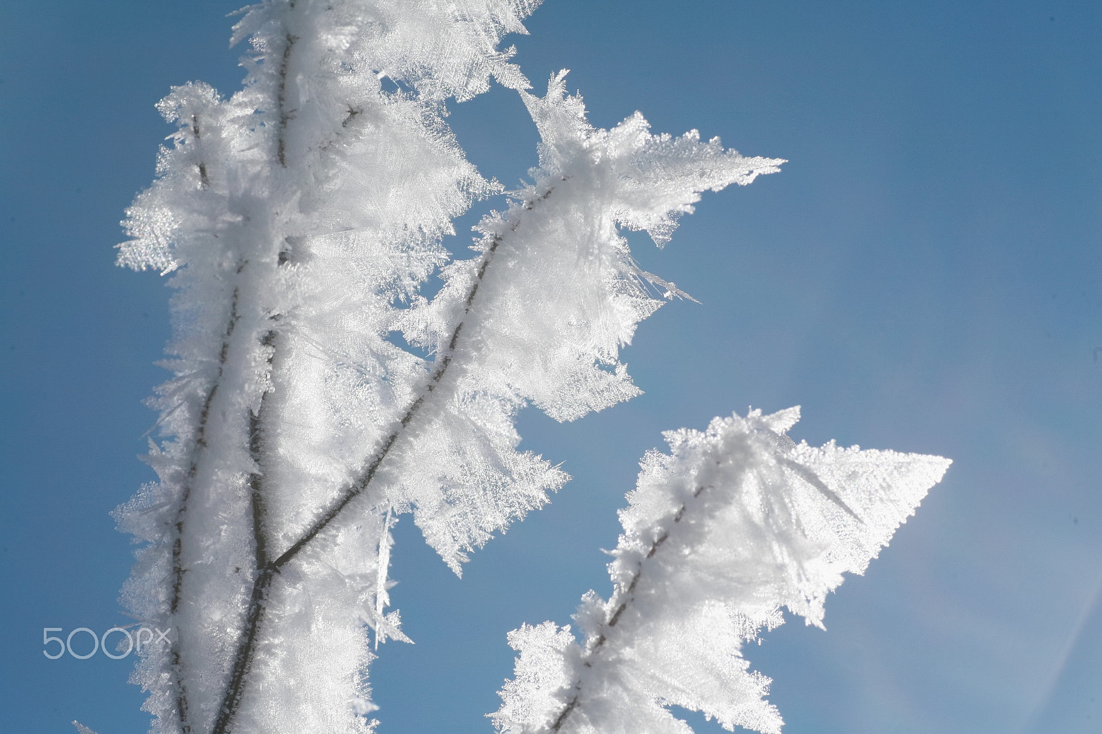 Canon EOS 5D + Tamron SP AF 90mm F2.8 Di Macro sample photo. Ice plant photography