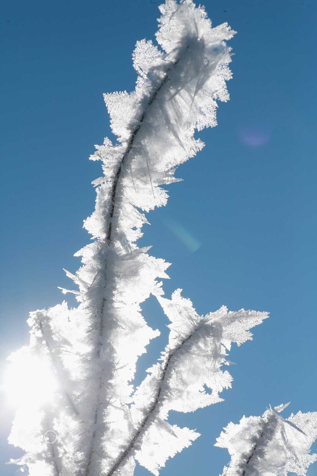 Canon EOS 5D + Tamron SP AF 90mm F2.8 Di Macro sample photo. Ice plant photography