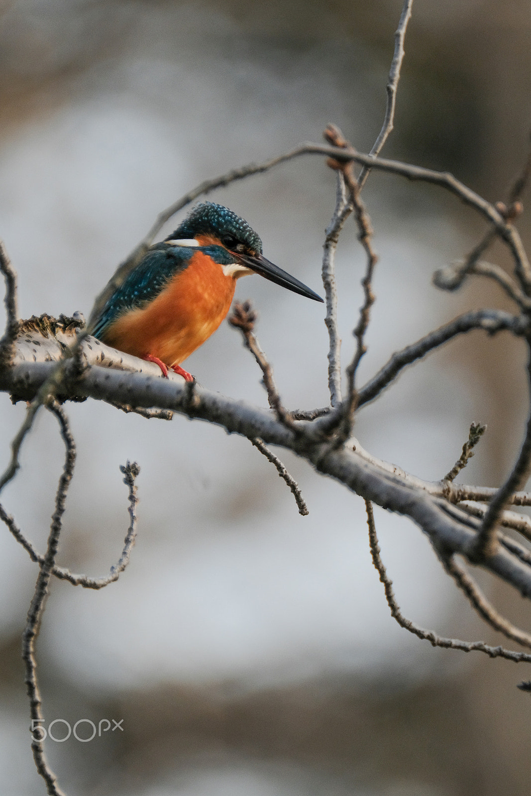 XF100-400mmF4.5-5.6 R LM OIS WR + 1.4x sample photo. Evening kingfisher photography