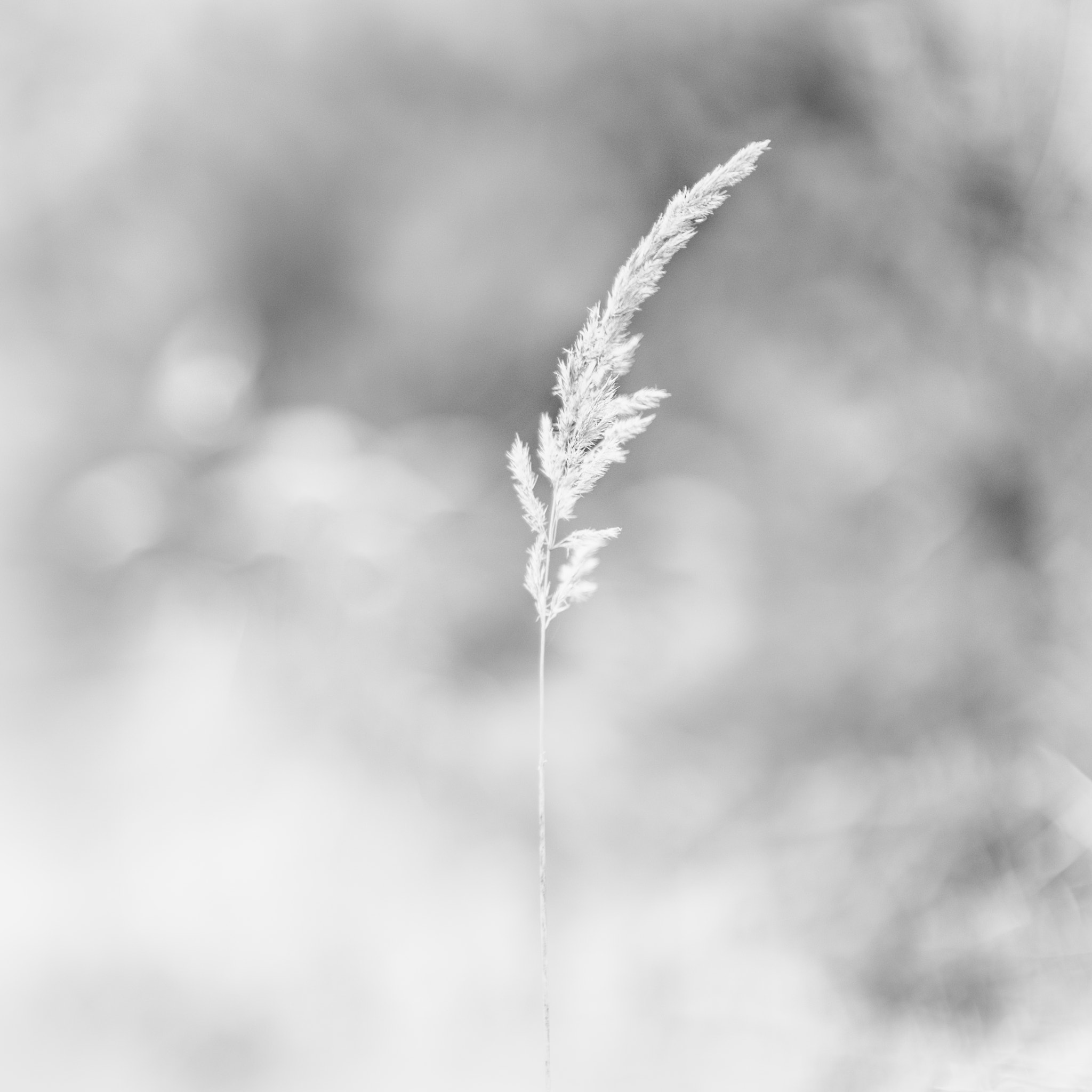 Leica Noctilux-M 50mm F0.95 ASPH sample photo. Copy photography