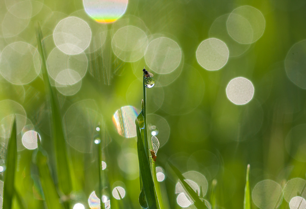 Canon EOS 40D + Canon EF 100mm F2.8L Macro IS USM sample photo. Another world ! photography