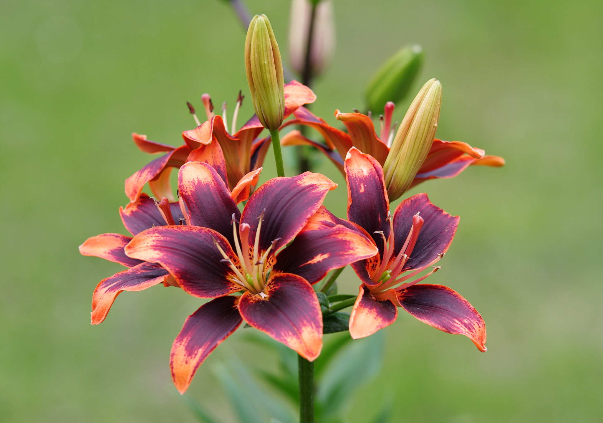 Pentax K-r sample photo. Flower photography