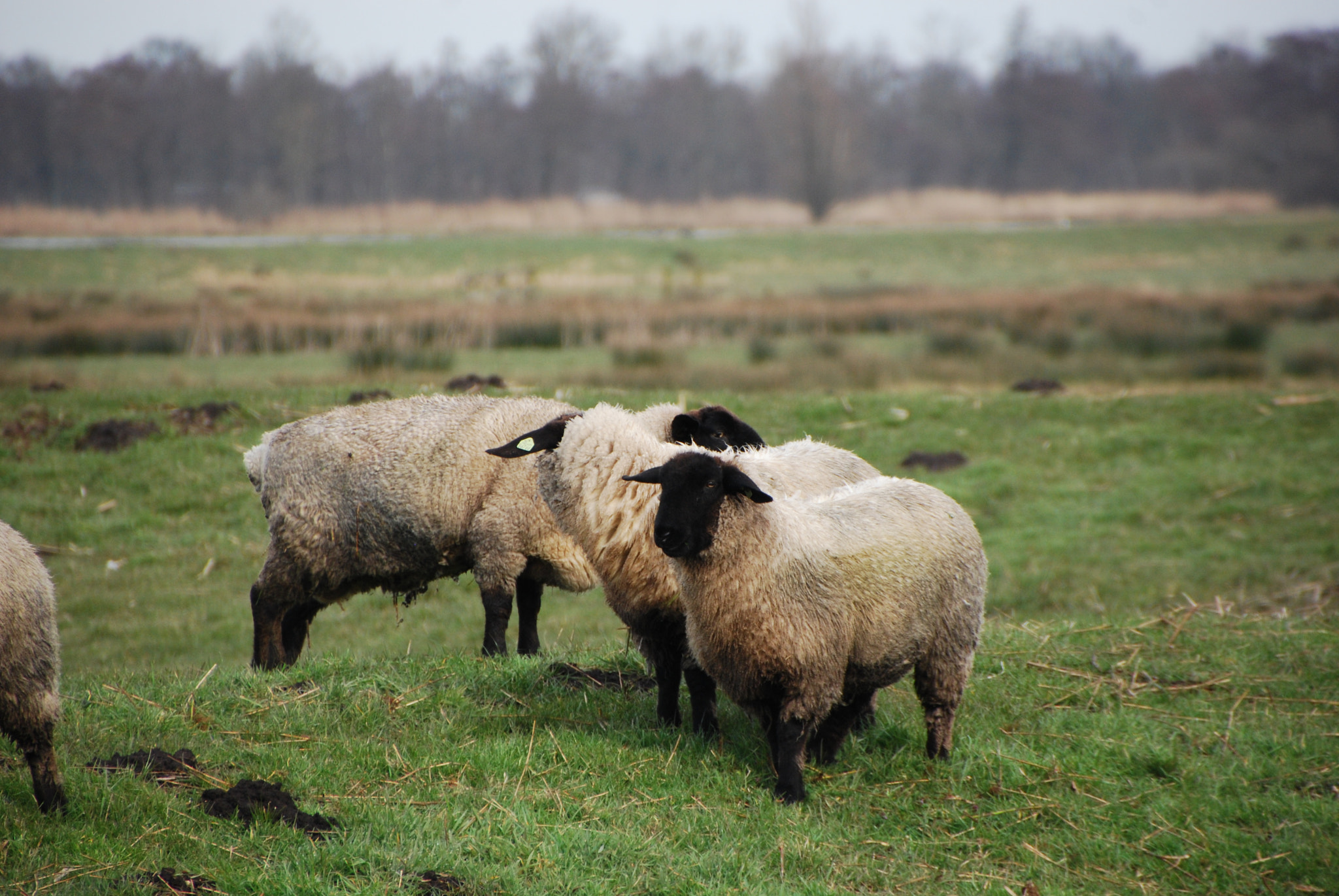 Nikon D40X sample photo. Schapen photography