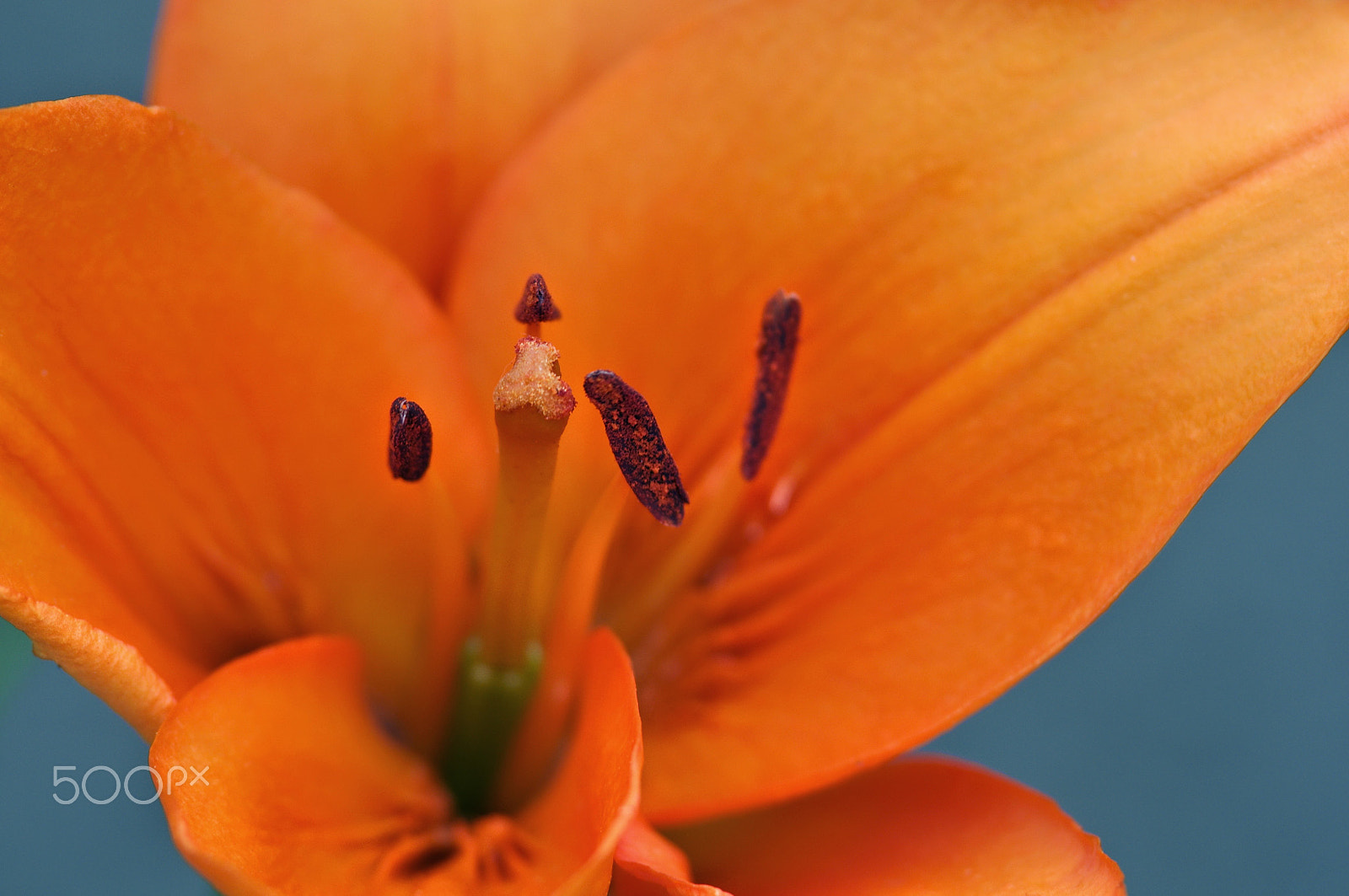 Pentax K-r sample photo. Flower photography