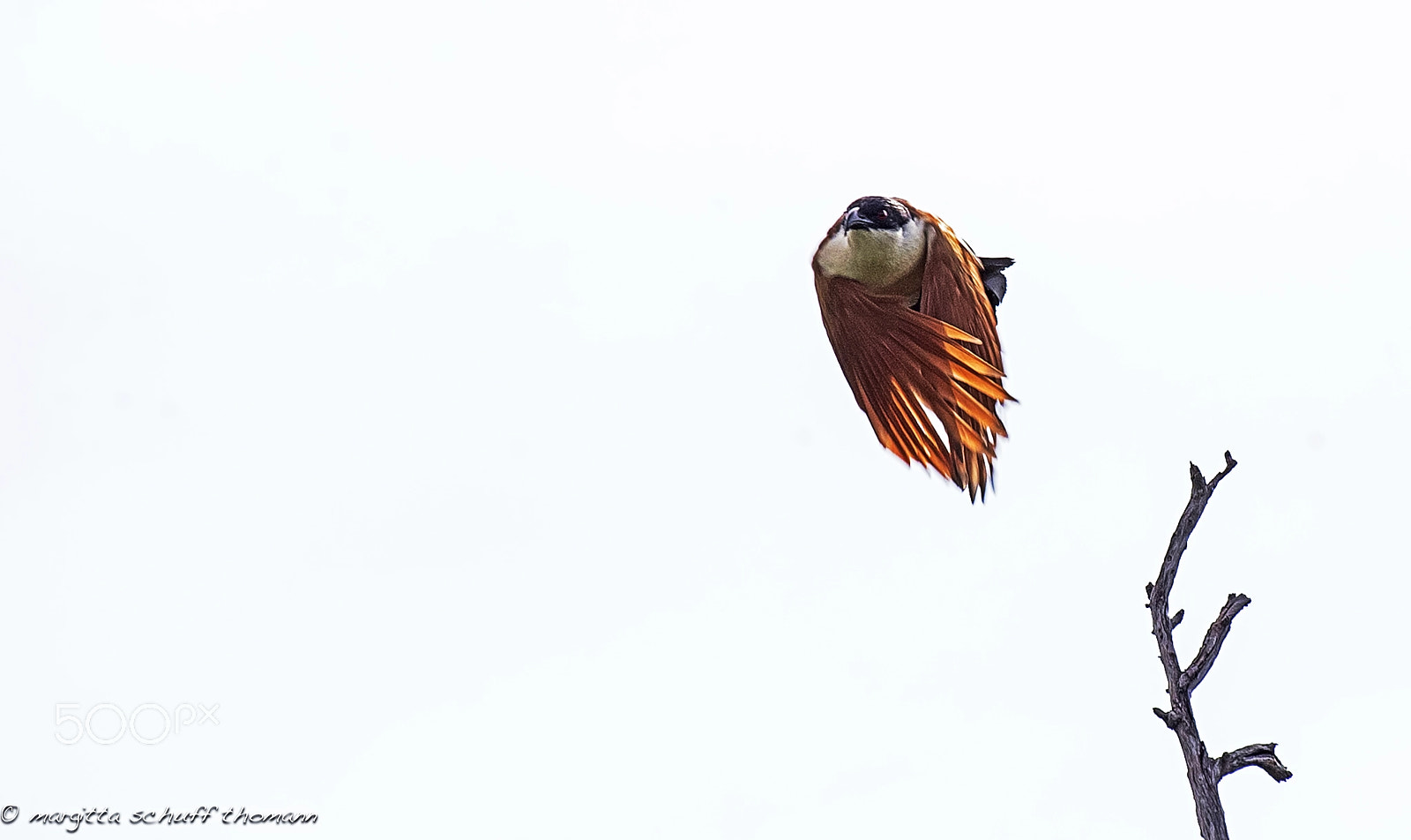 Canon EF 100-400mm F4.5-5.6L IS USM sample photo. Senegal coucal .. photography