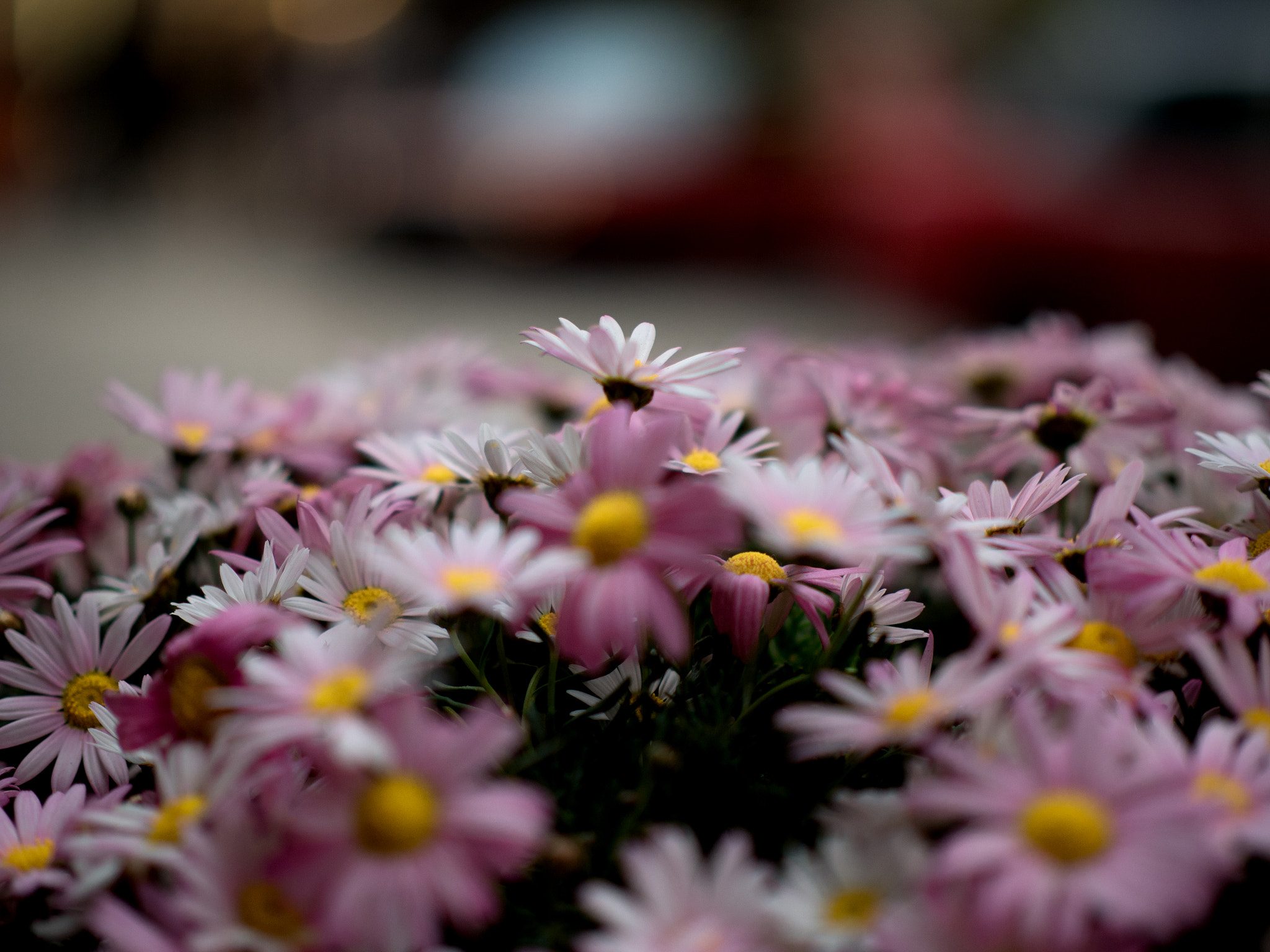 Olympus OM-D E-M5 II + Panasonic Leica DG Nocticron 42.5mm F1.2 ASPH OIS sample photo. Flower photography