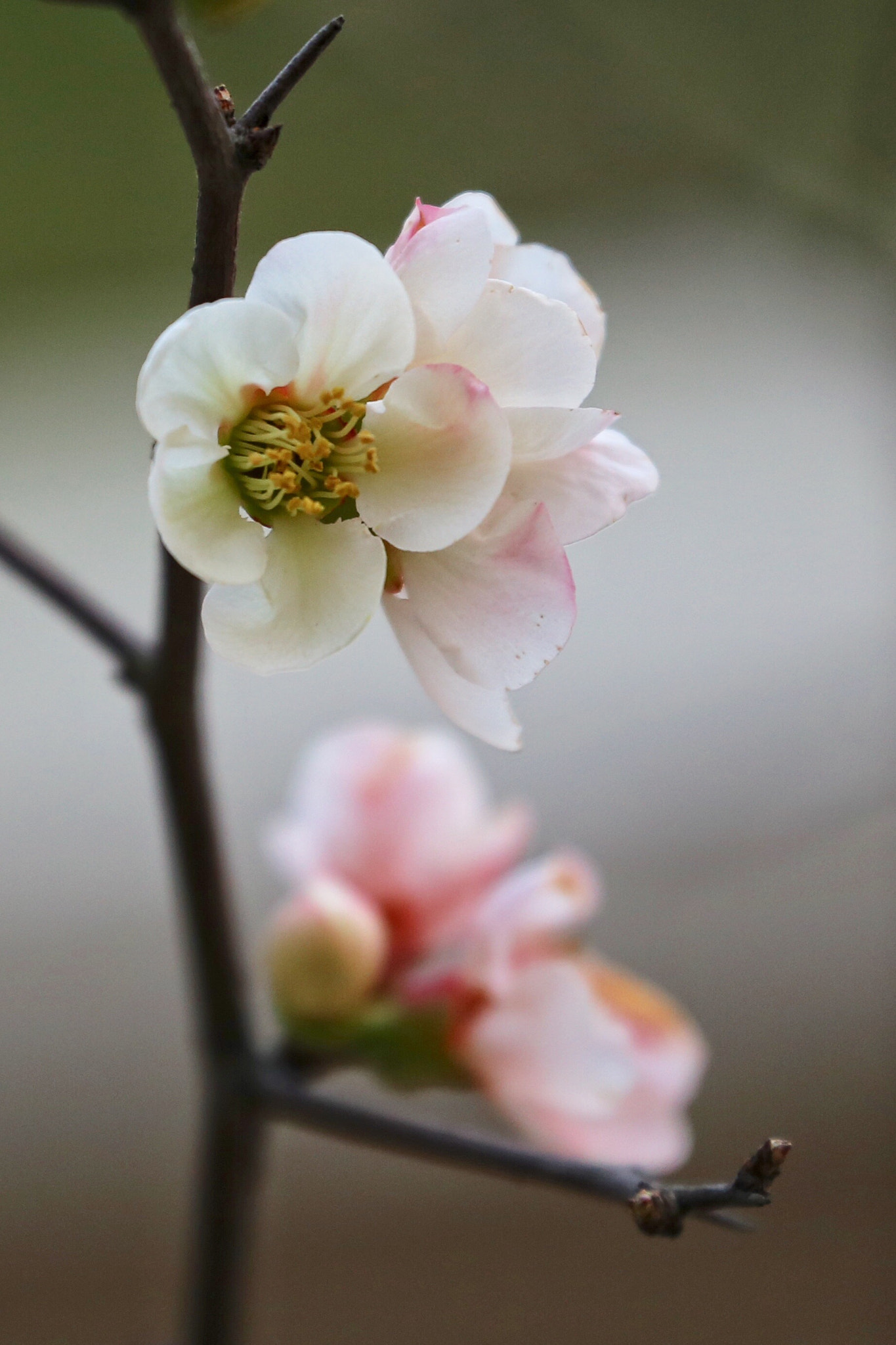 Canon EF 70-300mm F4-5.6L IS USM sample photo