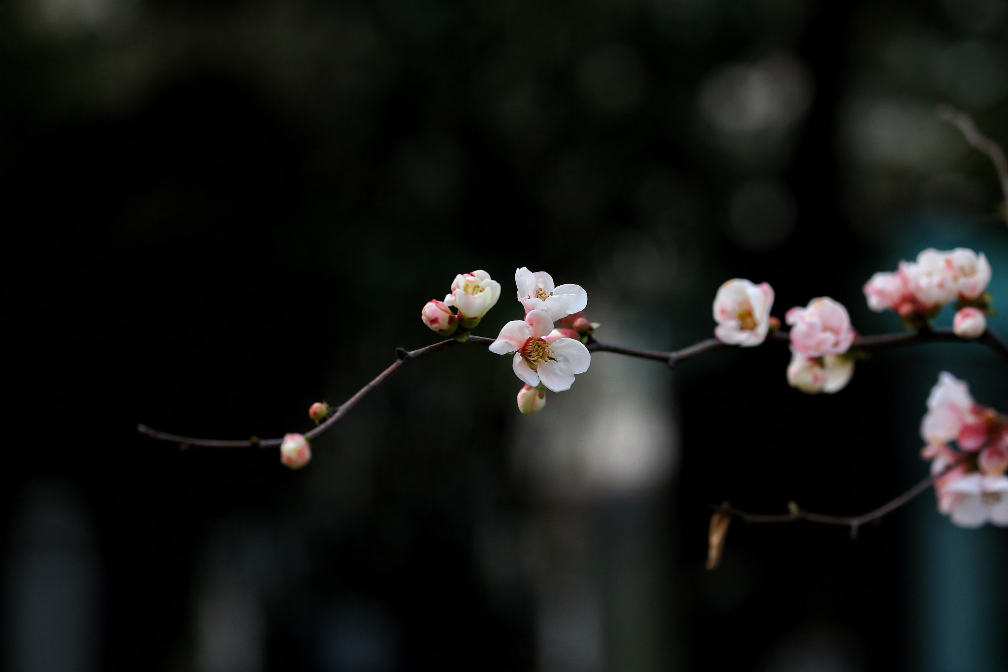 Canon EF 70-300mm F4-5.6L IS USM sample photo