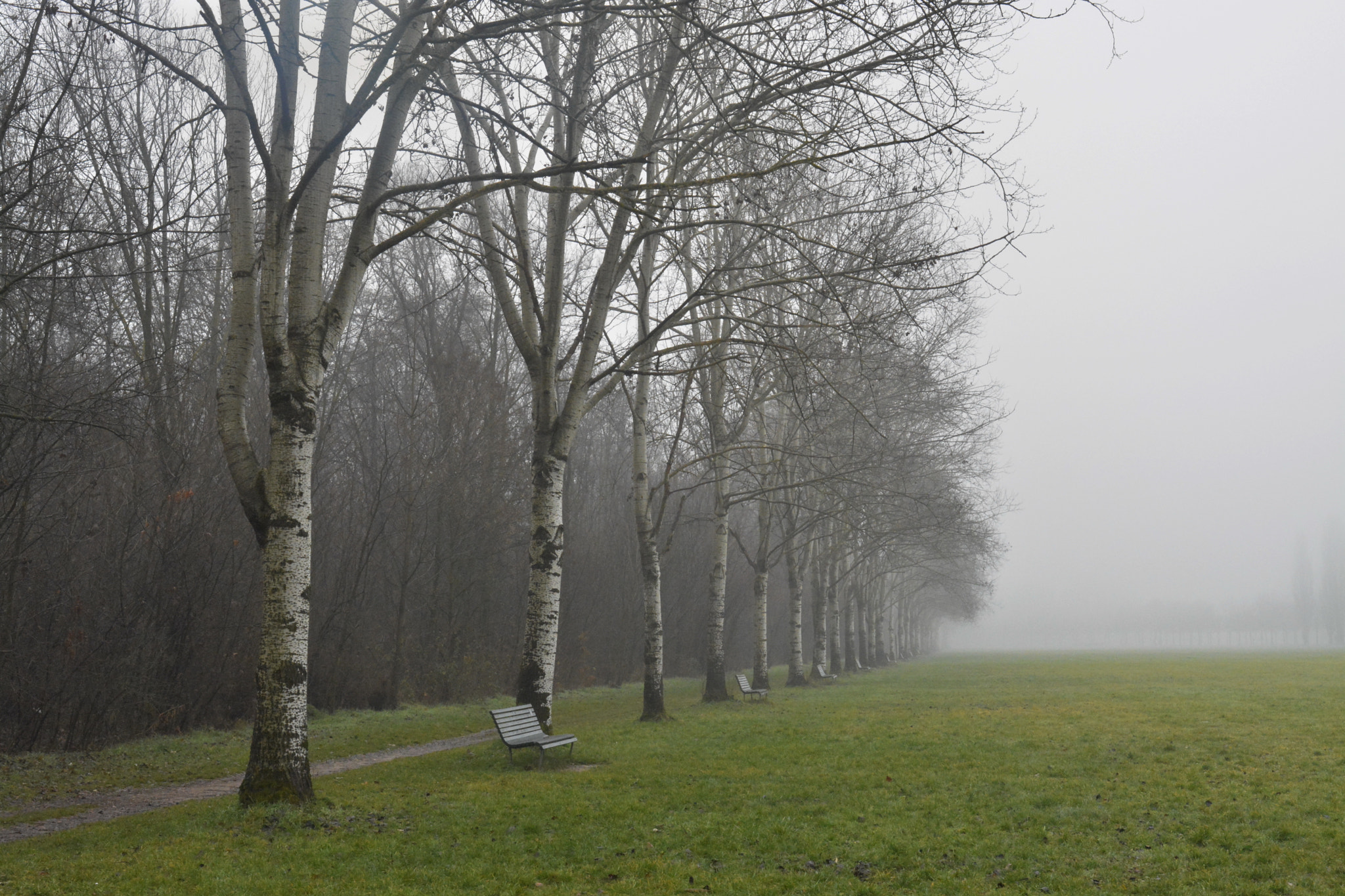 Nikon D5200 + Sigma 35mm F1.4 DG HSM Art sample photo. Birches in the mist photography