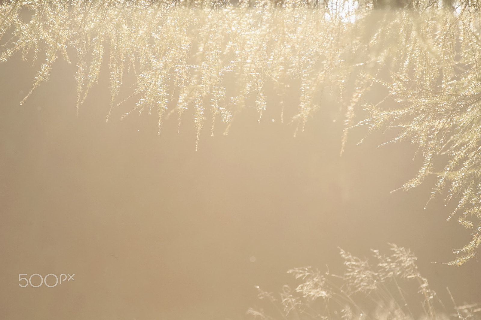 Canon EF 300mm F4L IS USM sample photo. Tree photography