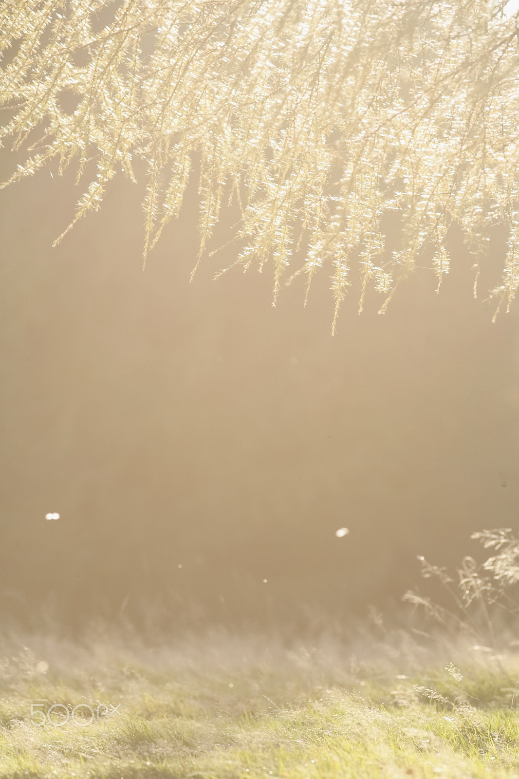 Canon EOS 5D + Canon EF 300mm F4L IS USM sample photo. Tree photography