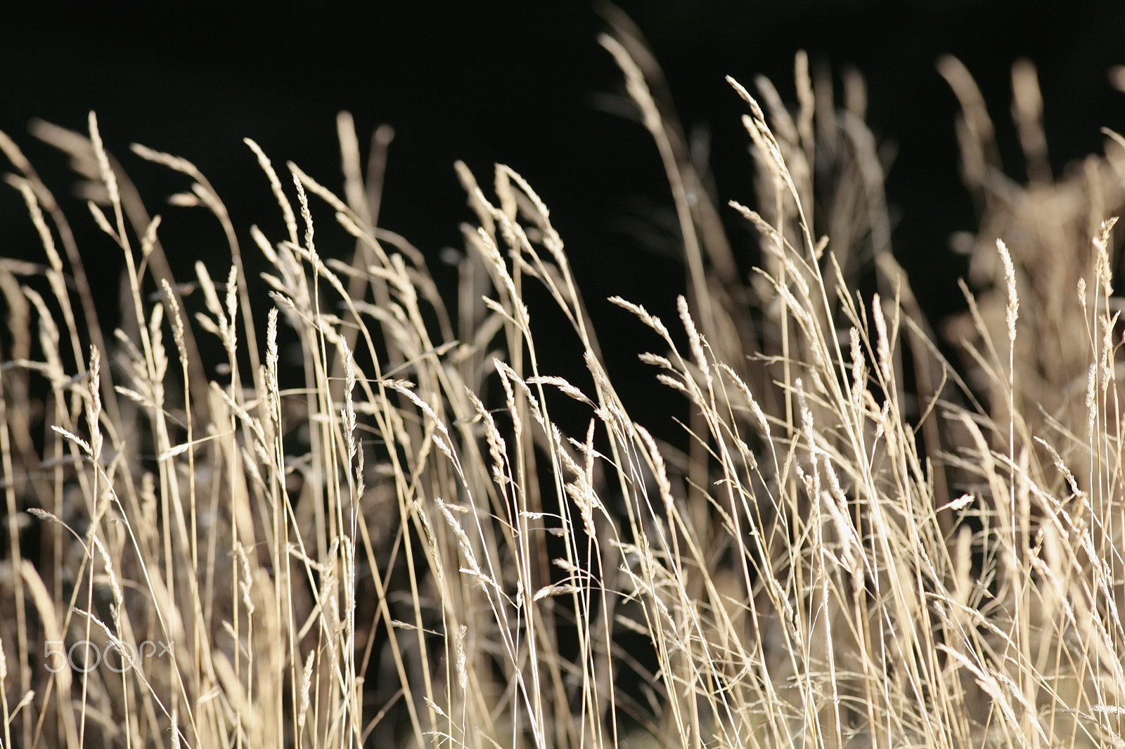 Canon EOS 5D + Canon EF 300mm F4L IS USM sample photo. Wild wheat photography