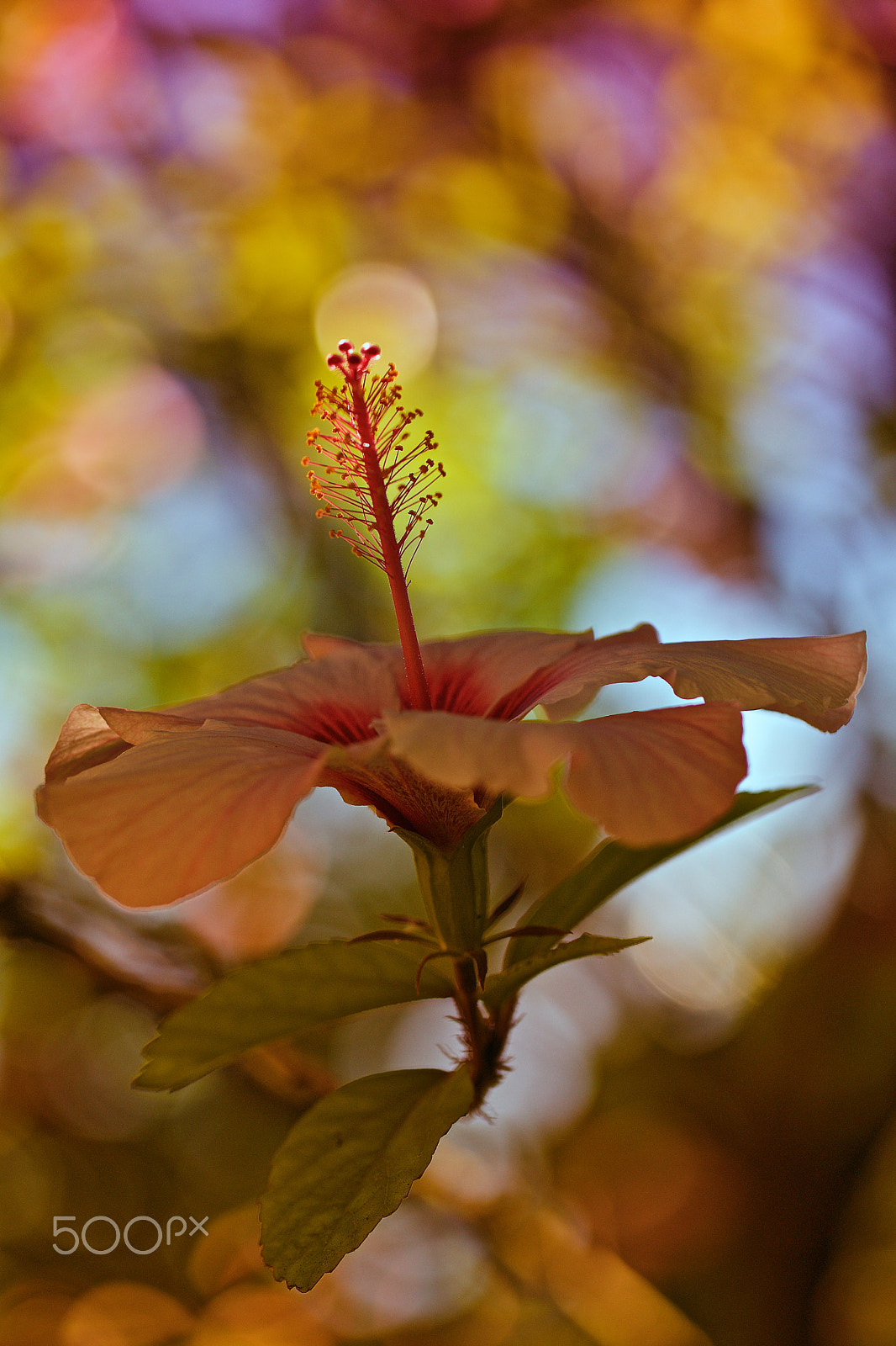 Sony a7R + Canon EF 100mm F2.8L Macro IS USM sample photo. Hibiscus photography