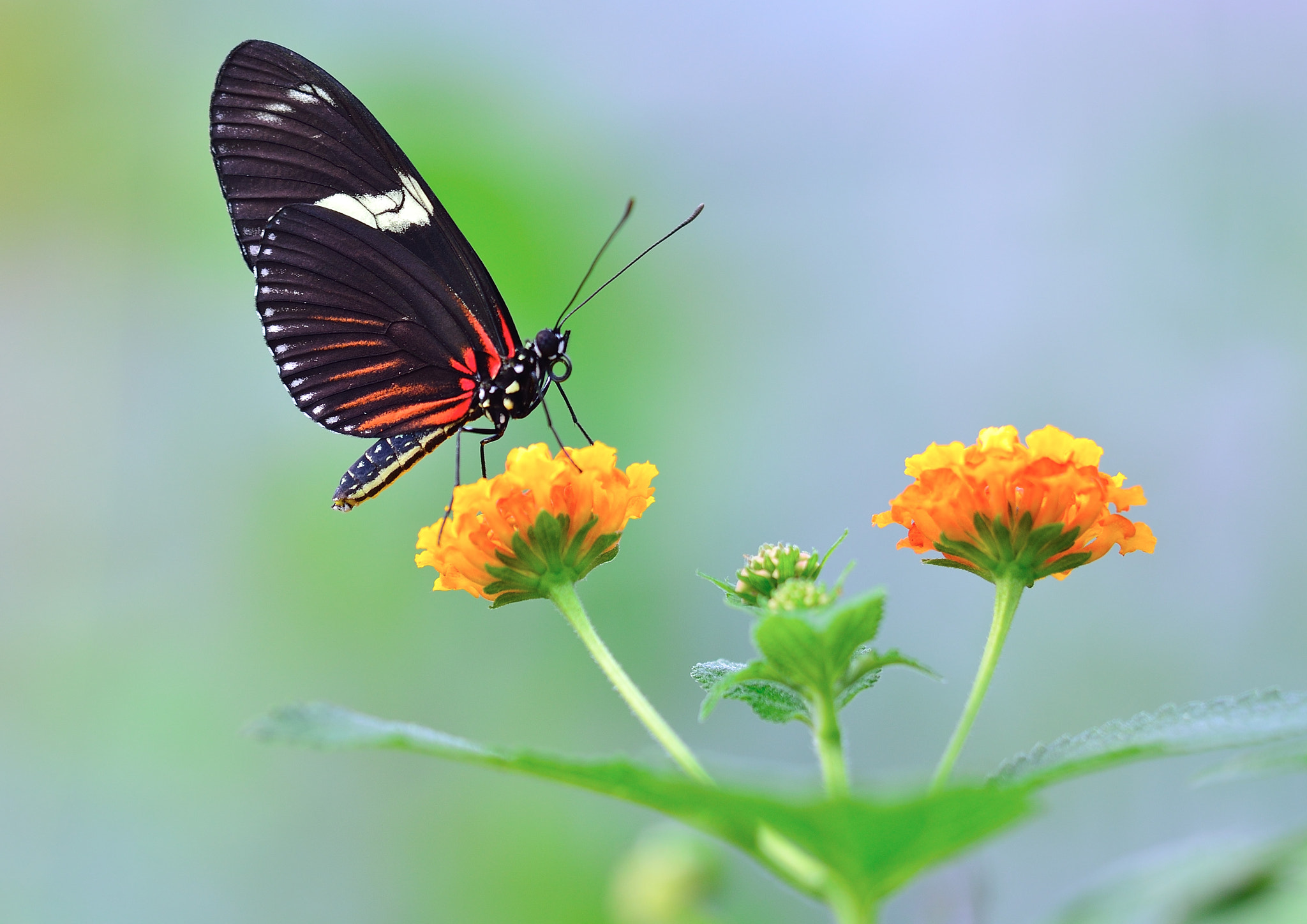 Sigma 150mm F2.8 EX DG Macro HSM sample photo. Butterfly_3781.jpg photography