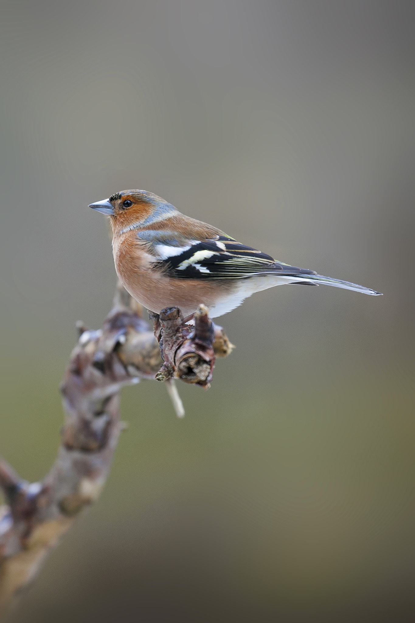 Canon EOS-1Ds Mark III + Canon EF 100-400mm F4.5-5.6L IS II USM sample photo. Chaffinch photography