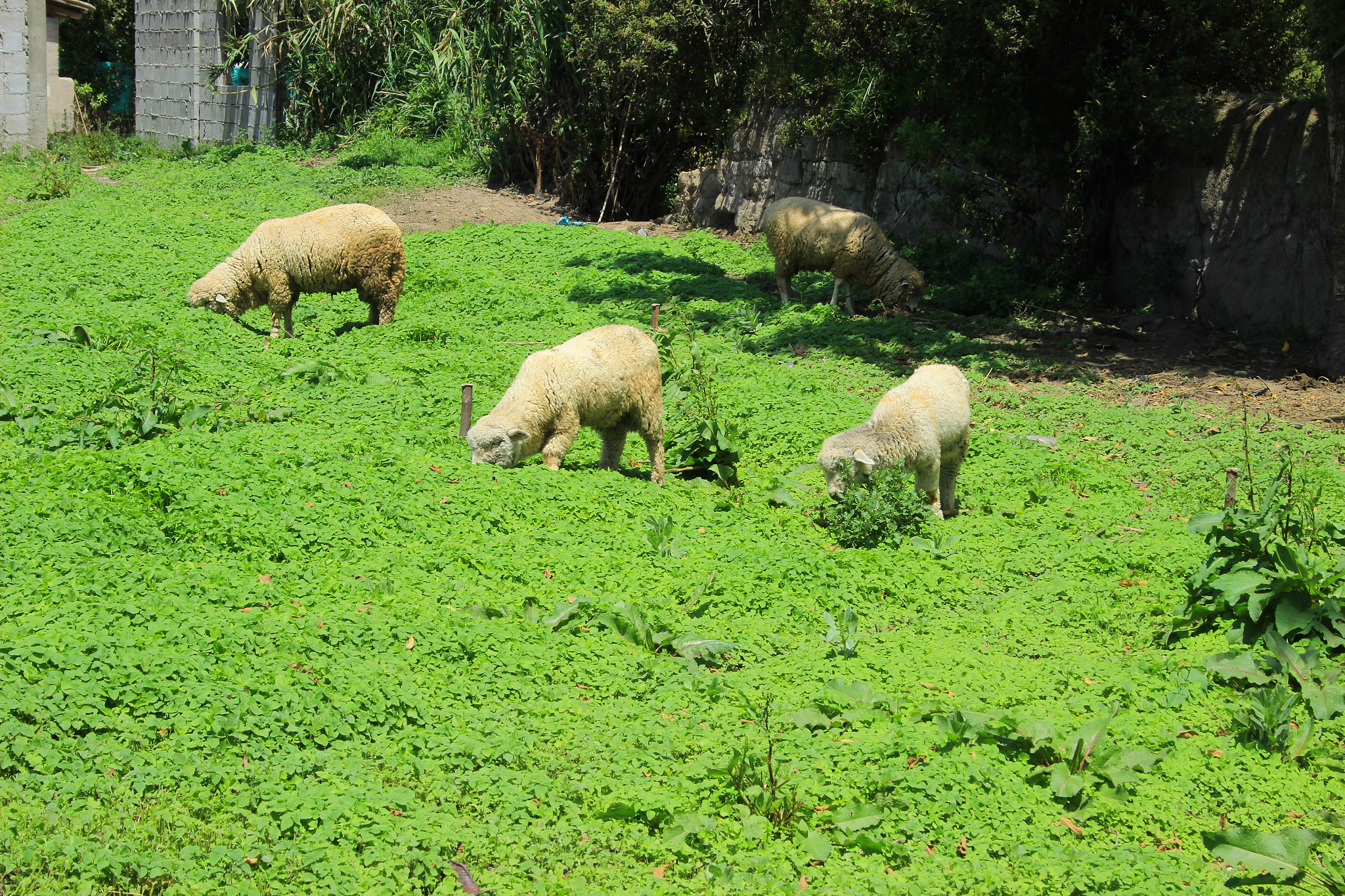 Canon EF-S 18-55mm F3.5-5.6 sample photo. Sheep photography