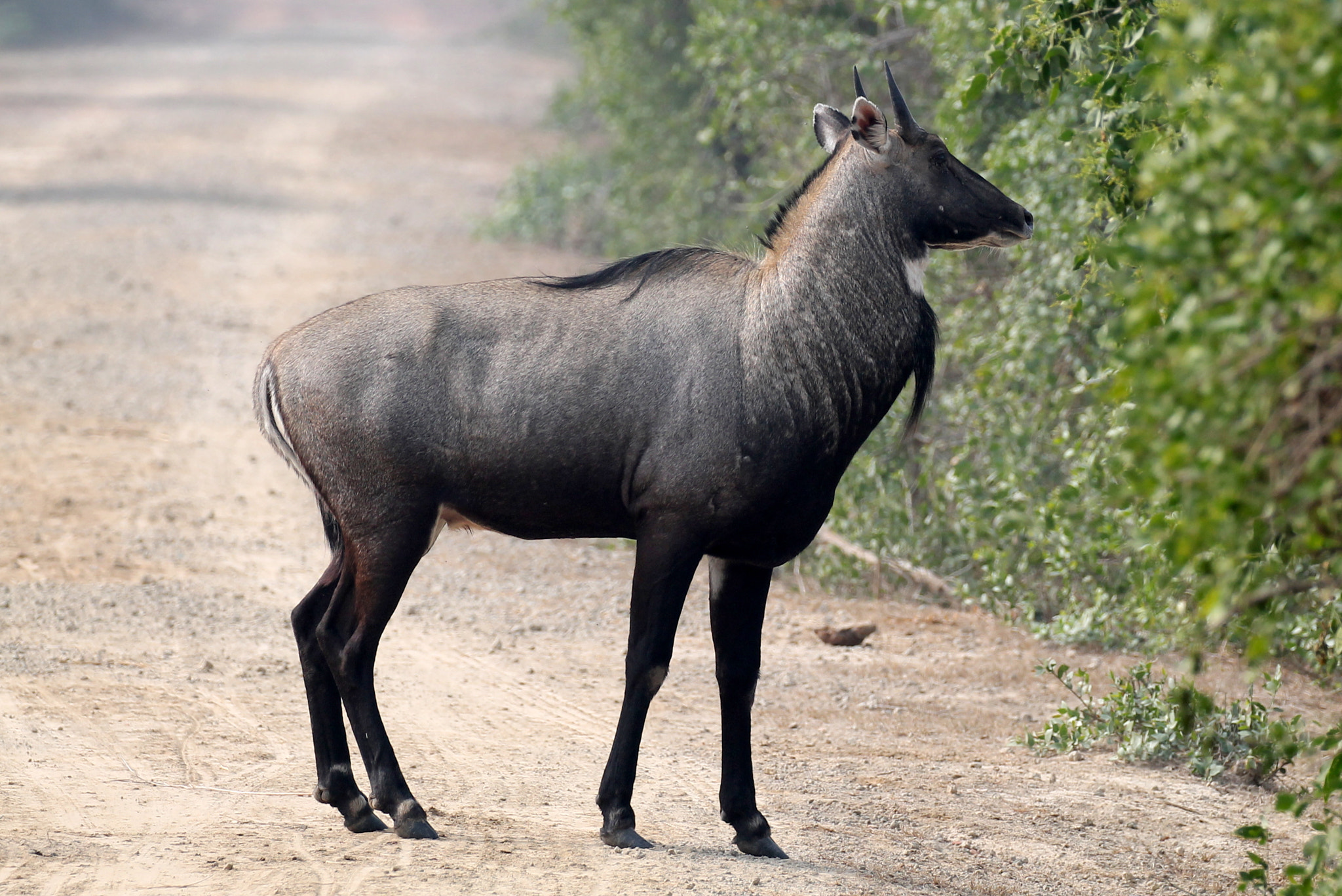 Canon EF 100-400mm F4.5-5.6L IS II USM sample photo. Nilgai photography