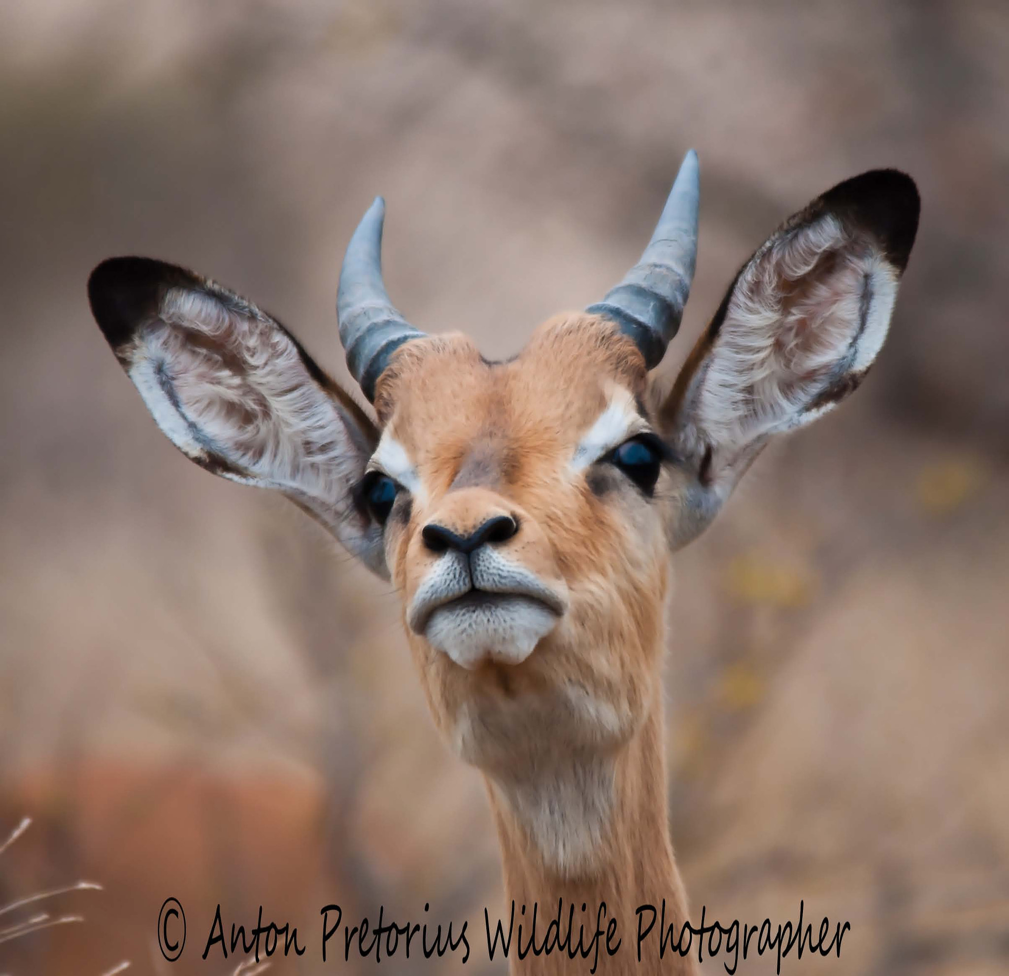 Sigma 150-500mm F5-6.3 DG OS HSM sample photo. Young impala photography