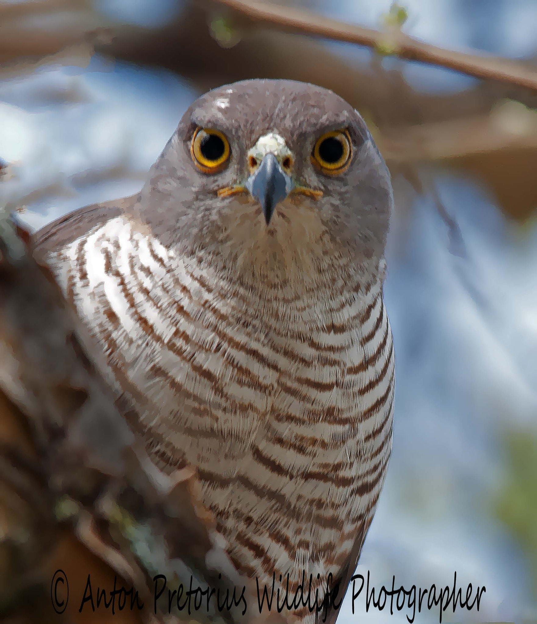 Sigma 150-500mm F5-6.3 DG OS HSM sample photo. Edited photography