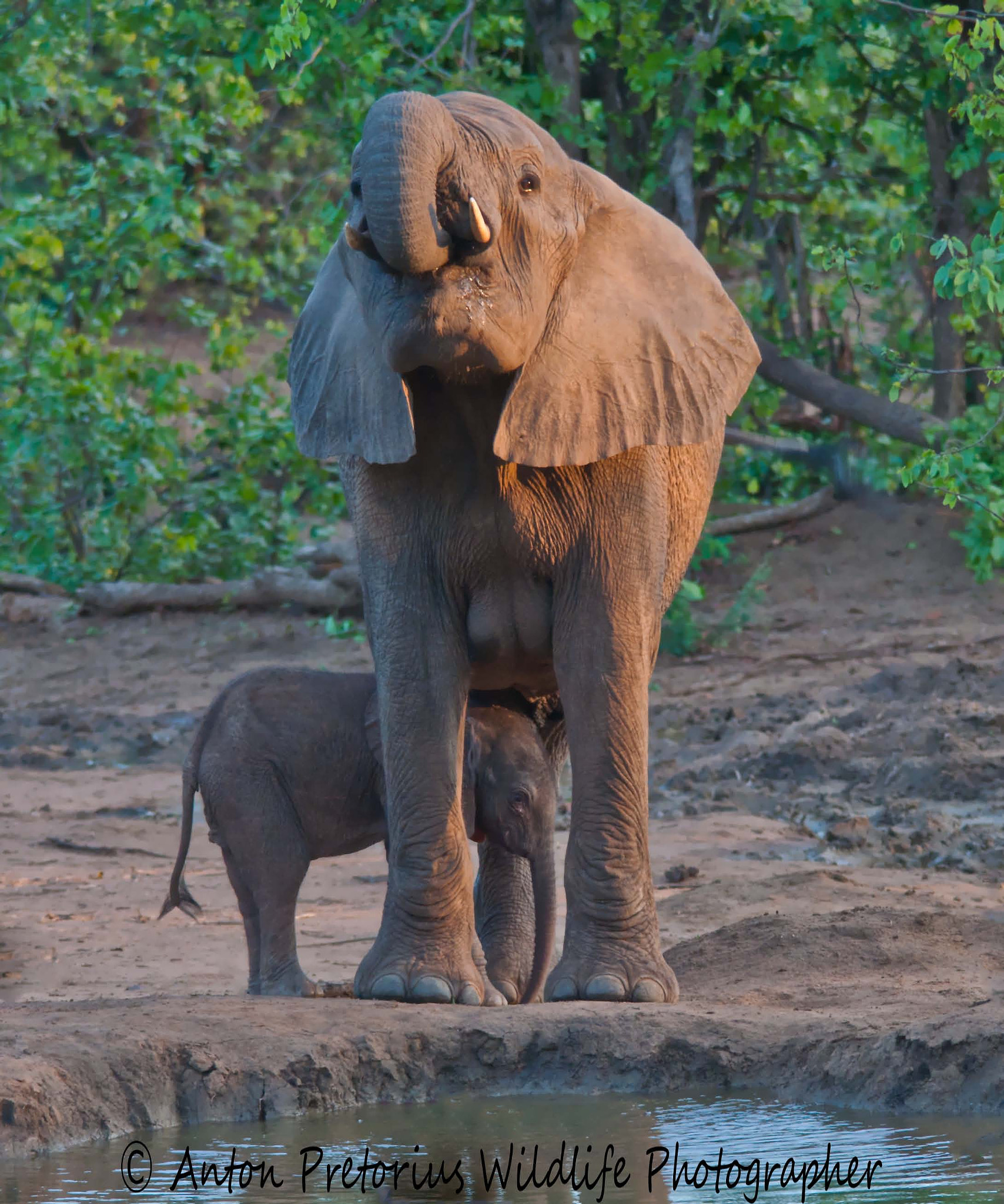 Nikon D5000 + Sigma 150-500mm F5-6.3 DG OS HSM sample photo. Elephant and baby photography