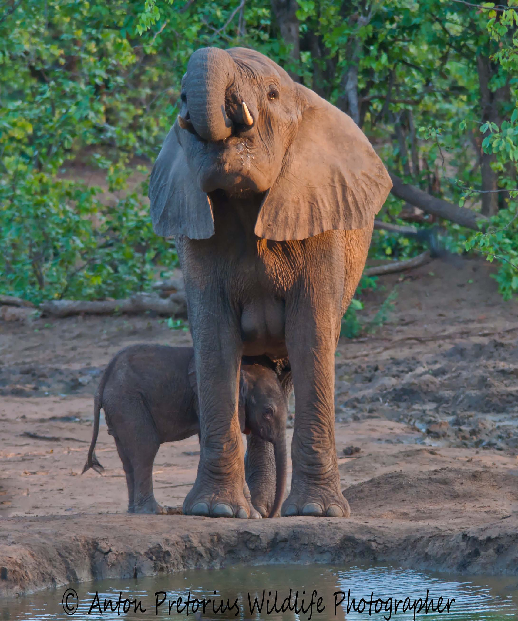 Sigma 150-500mm F5-6.3 DG OS HSM sample photo. Elephant and baby photography