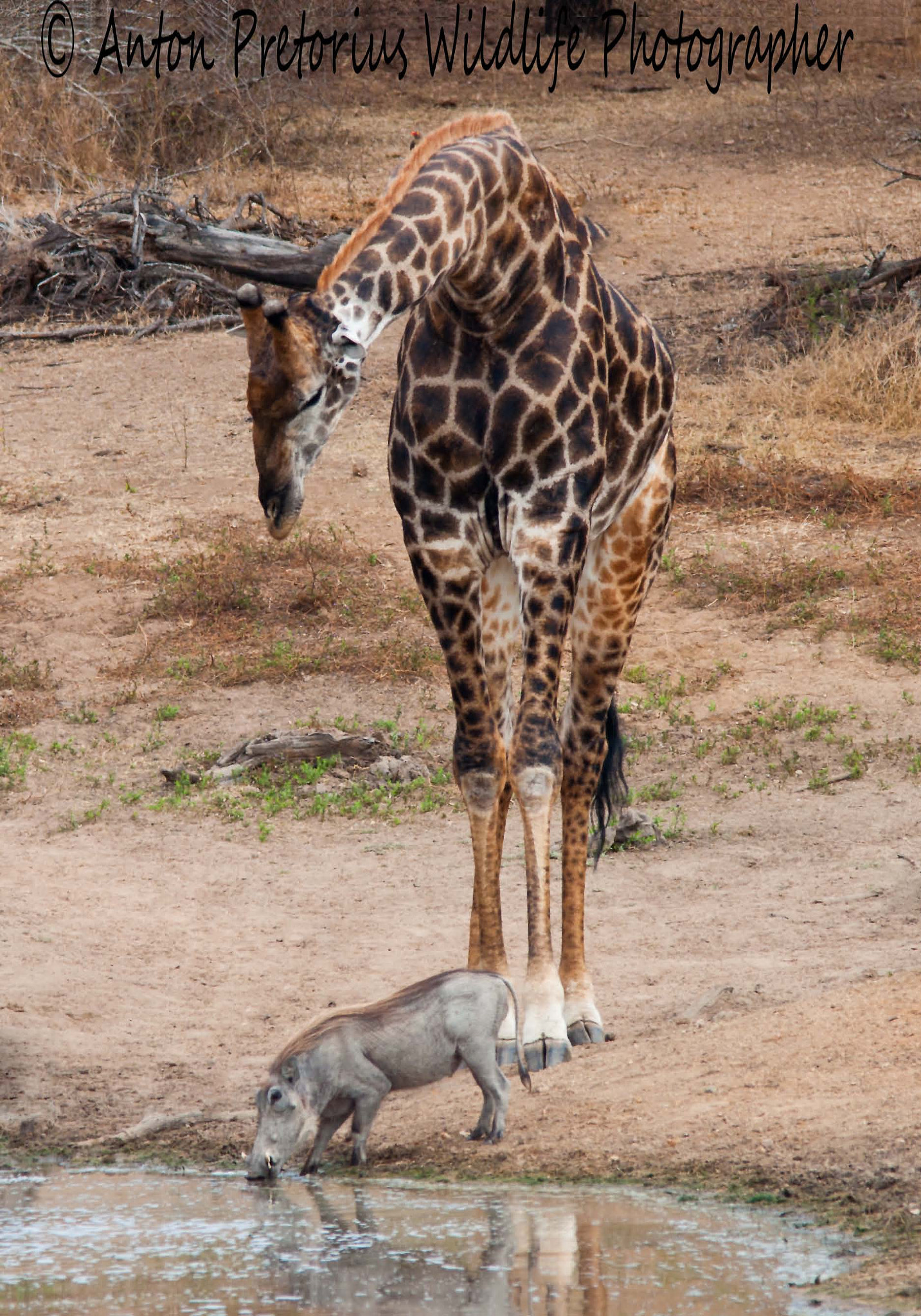 Sigma 150-500mm F5-6.3 DG OS HSM sample photo. Giraffe looking bemused photography