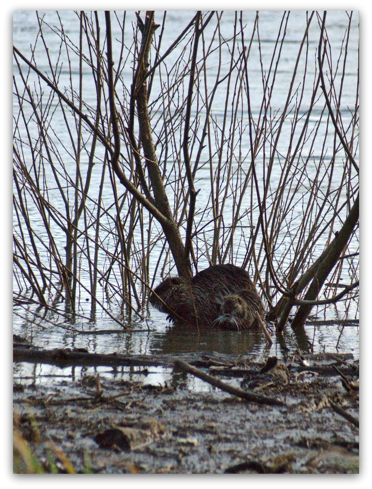 Sony Alpha DSLR-A290 + Minolta AF 70-210mm F4.5-5.6 [II] sample photo. Coypu photography