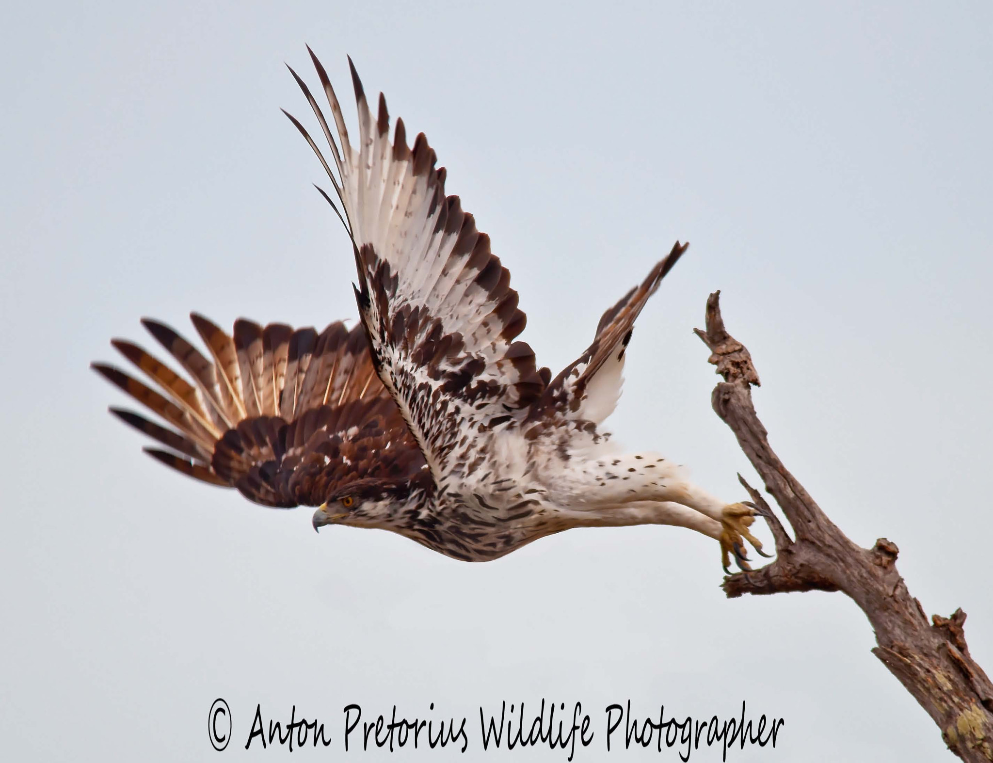 Sigma 150-500mm F5-6.3 DG OS HSM sample photo. Take-off photography