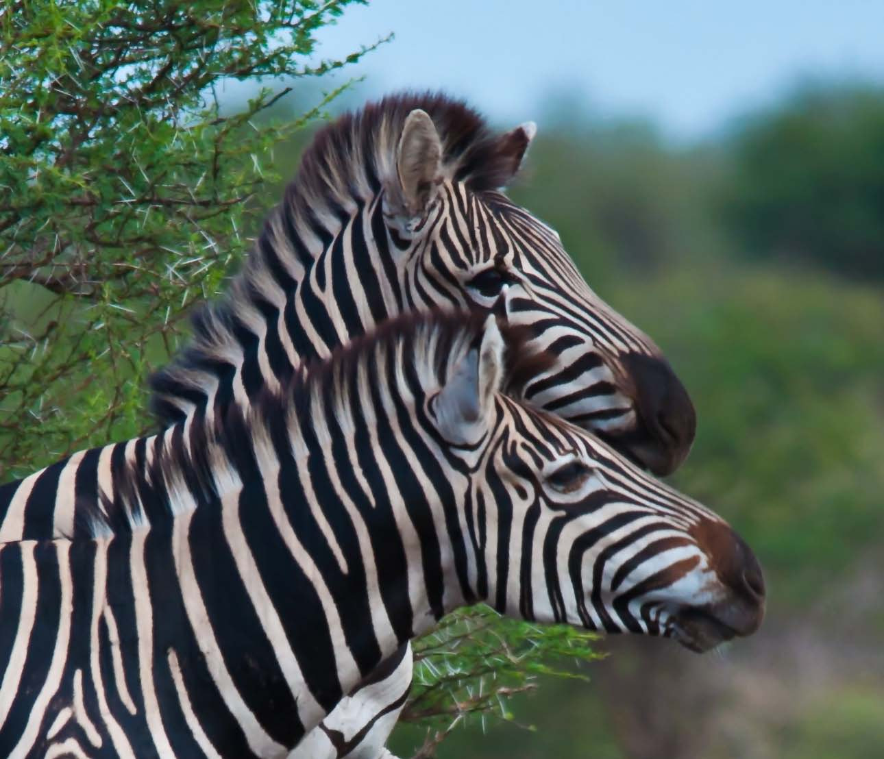 Sigma 150-500mm F5-6.3 DG OS HSM sample photo. Zebra connection photography