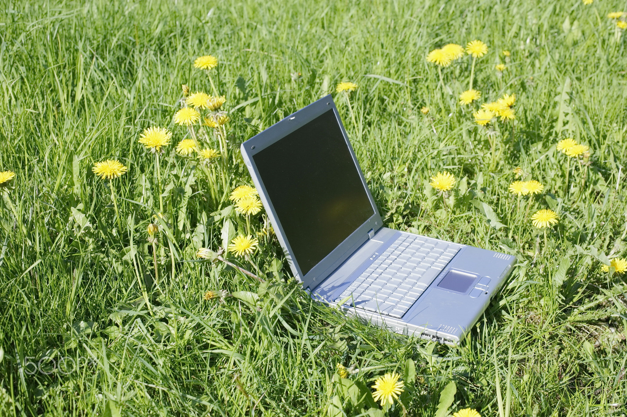 Fieldwork laptop in the green