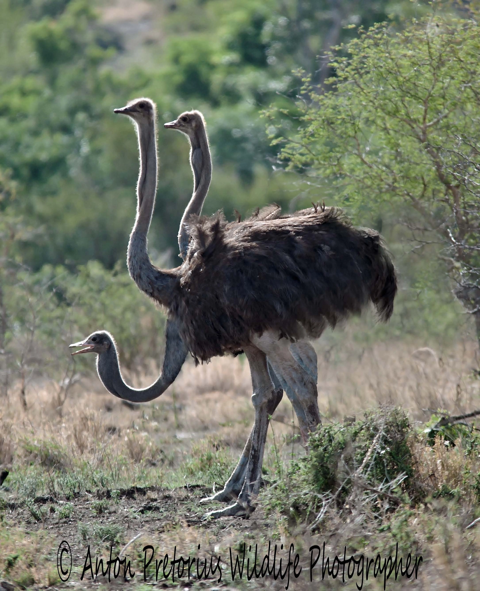 Sigma 150-500mm F5-6.3 DG OS HSM sample photo. Three-headed ostrich photography