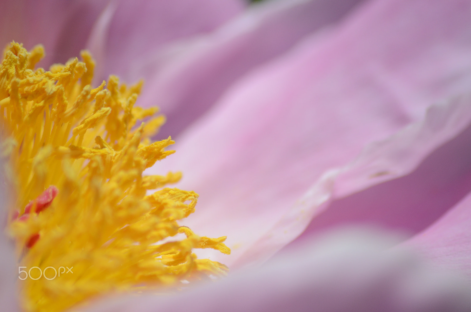 Sigma 70-300mm F4-5.6 APO Macro Super II sample photo. Pretty in pink photography