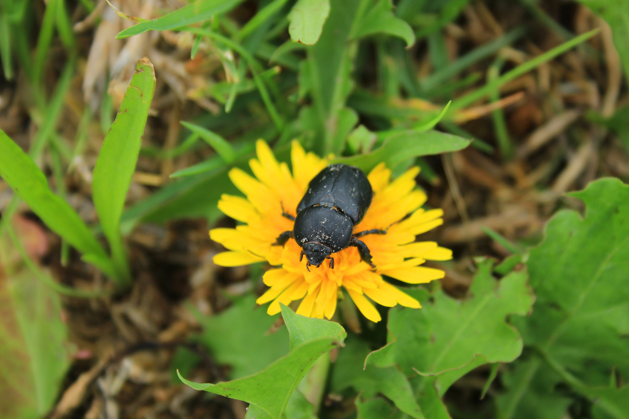 Canon EOS 600D (Rebel EOS T3i / EOS Kiss X5) + Canon EF-S 18-55mm F3.5-5.6 sample photo. Beetle photography