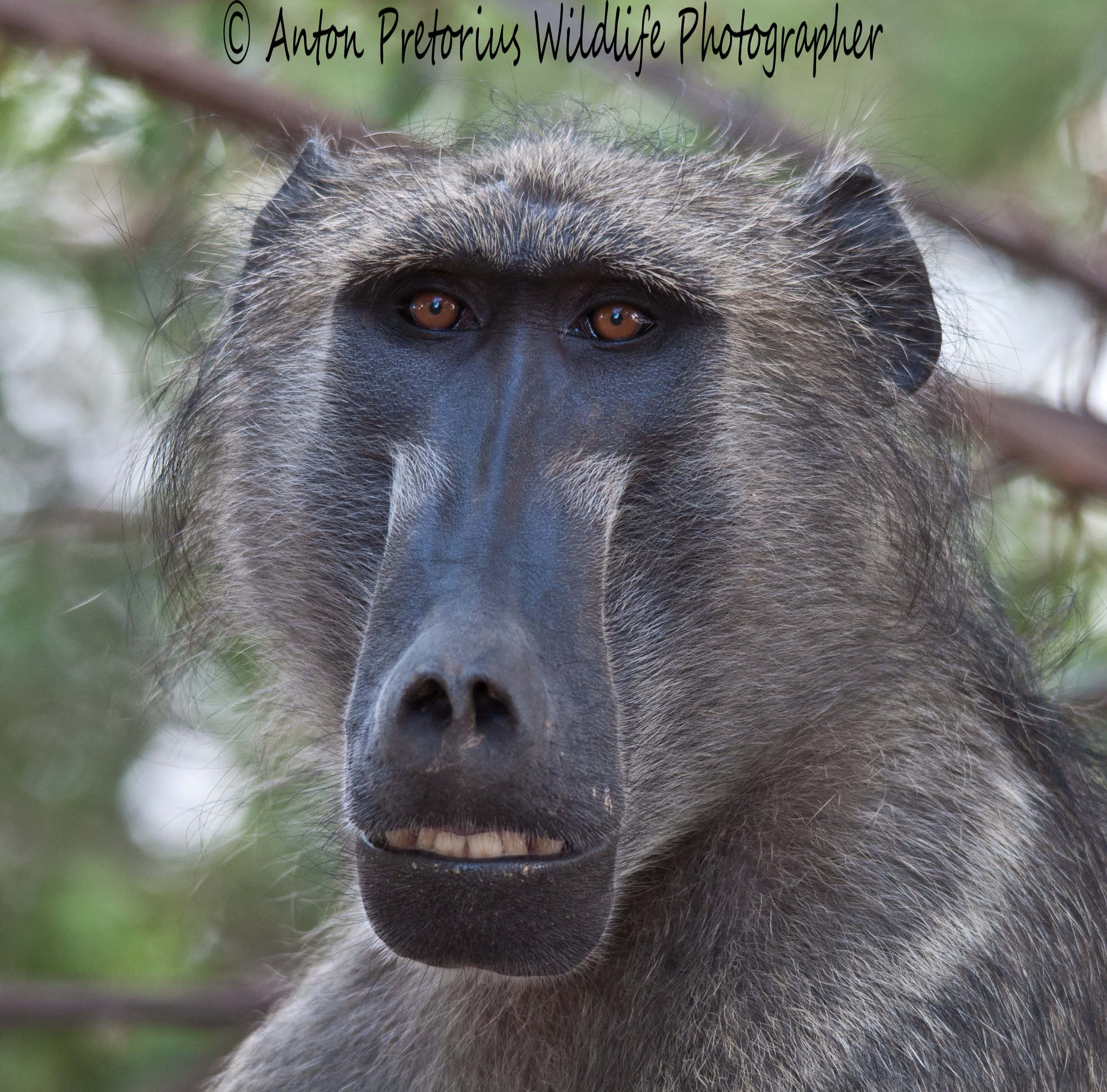 Sigma 150-500mm F5-6.3 DG OS HSM sample photo. Baboon staring photography