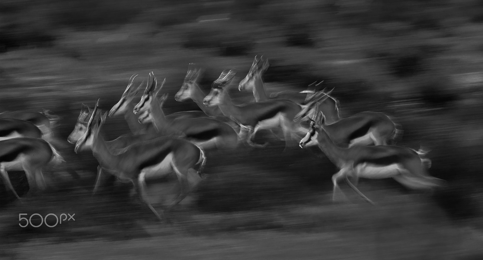 Nikon D3S sample photo. Springbok wave photography