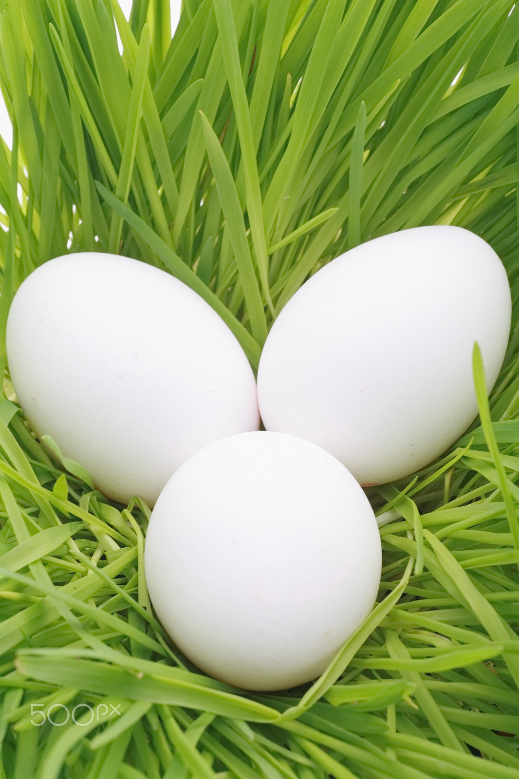 Canon EOS 5D + Tamron SP AF 90mm F2.8 Di Macro sample photo. Eggs in grass photography