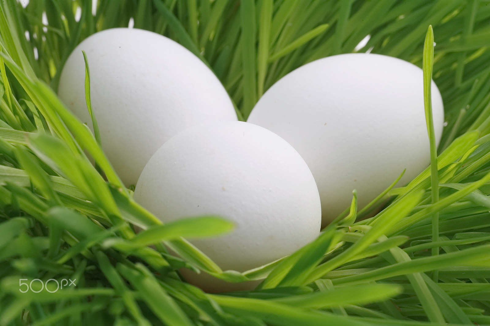 Canon EOS 5D + Tamron SP AF 90mm F2.8 Di Macro sample photo. Eggs in grass photography