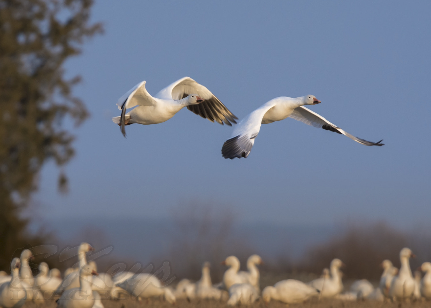 Nikon D7200 + Sigma 500mm F4.5 EX DG HSM sample photo. Evening departure (snow geese) photography