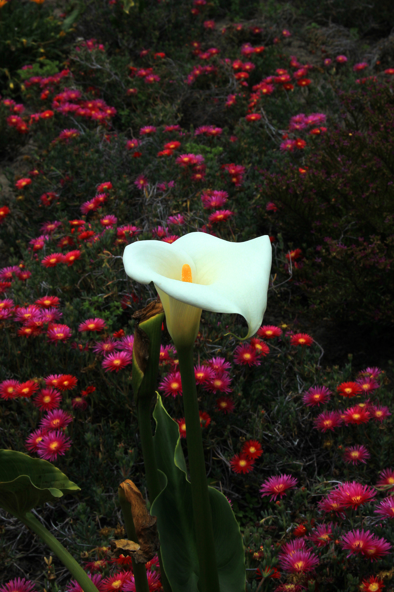 Canon EF-S 18-55mm F3.5-5.6 sample photo. Peace lily photography